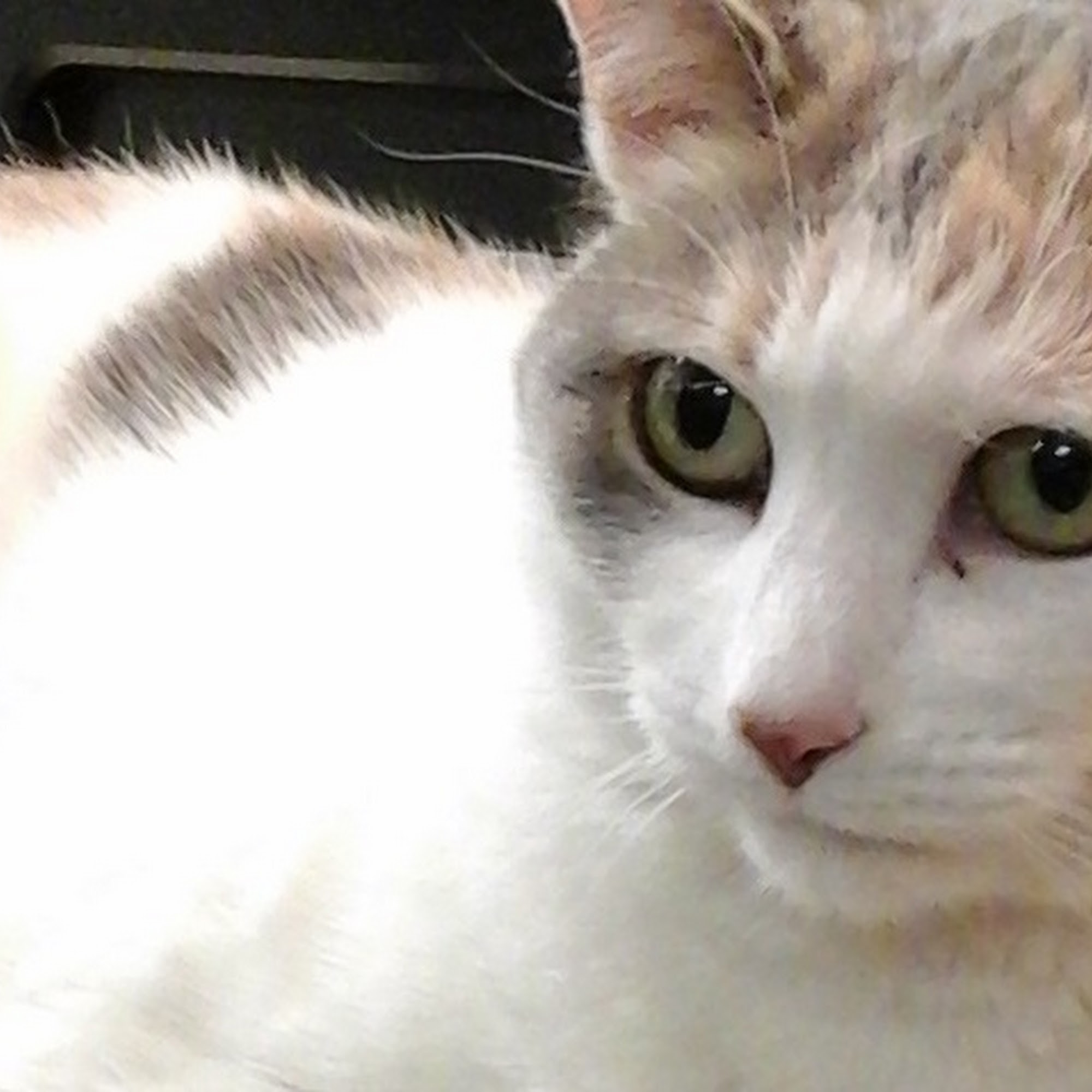 River Rock Animal Hospital Midland