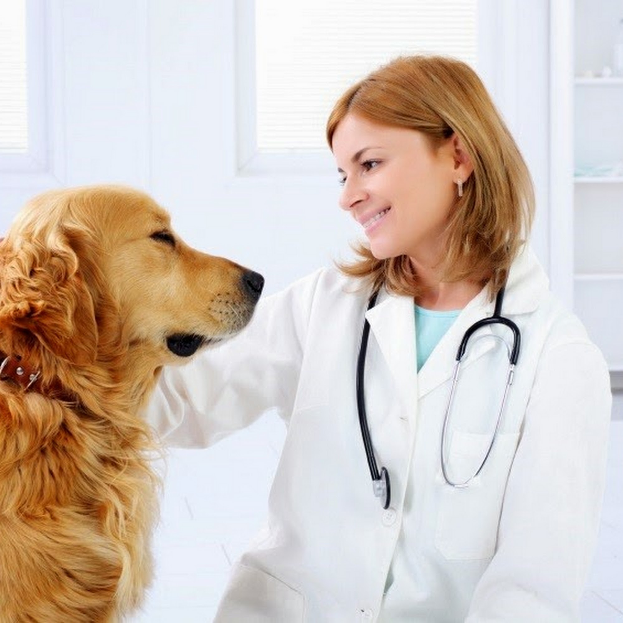 Midland Animal Clinic Midland