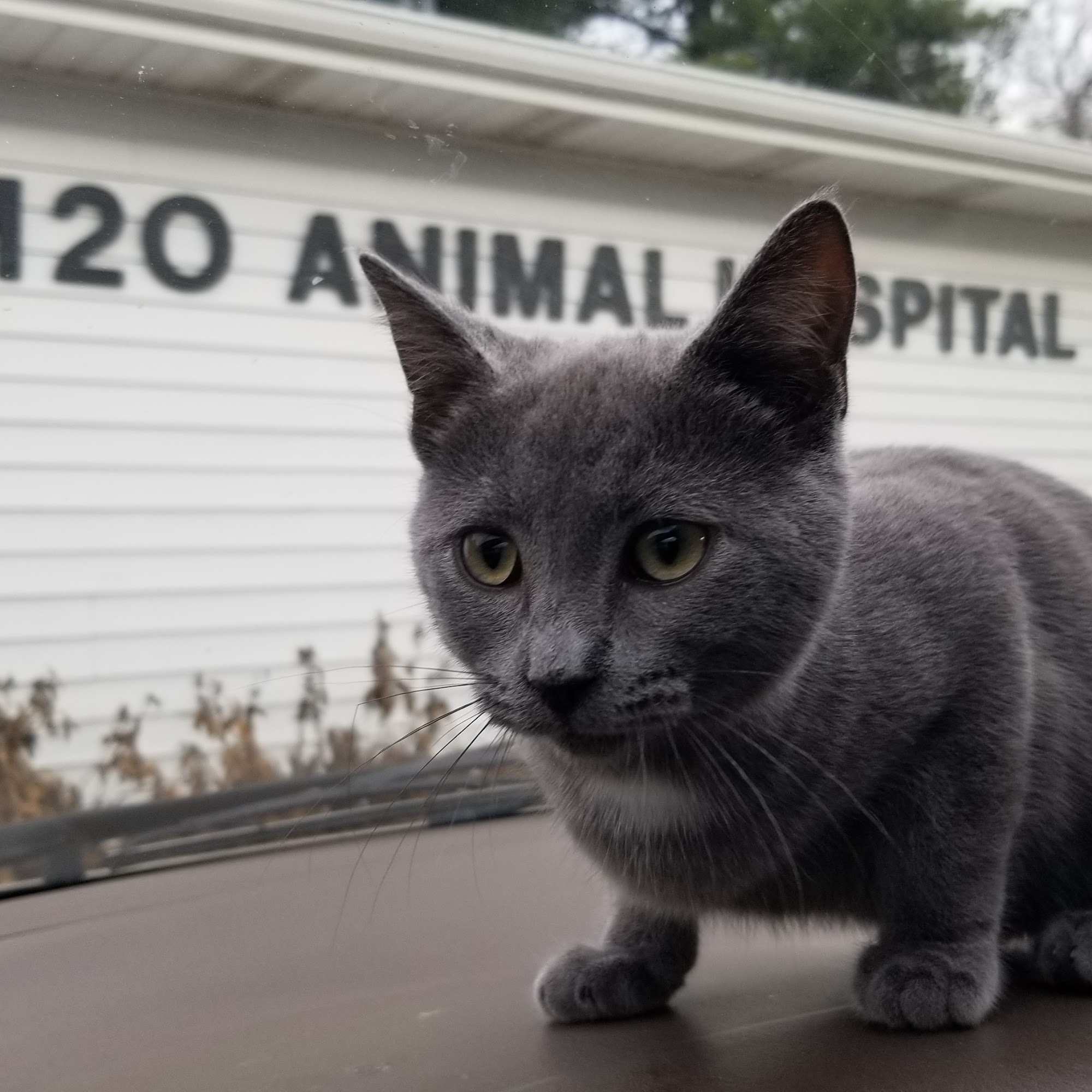 M-20 Animal Hospital Midland