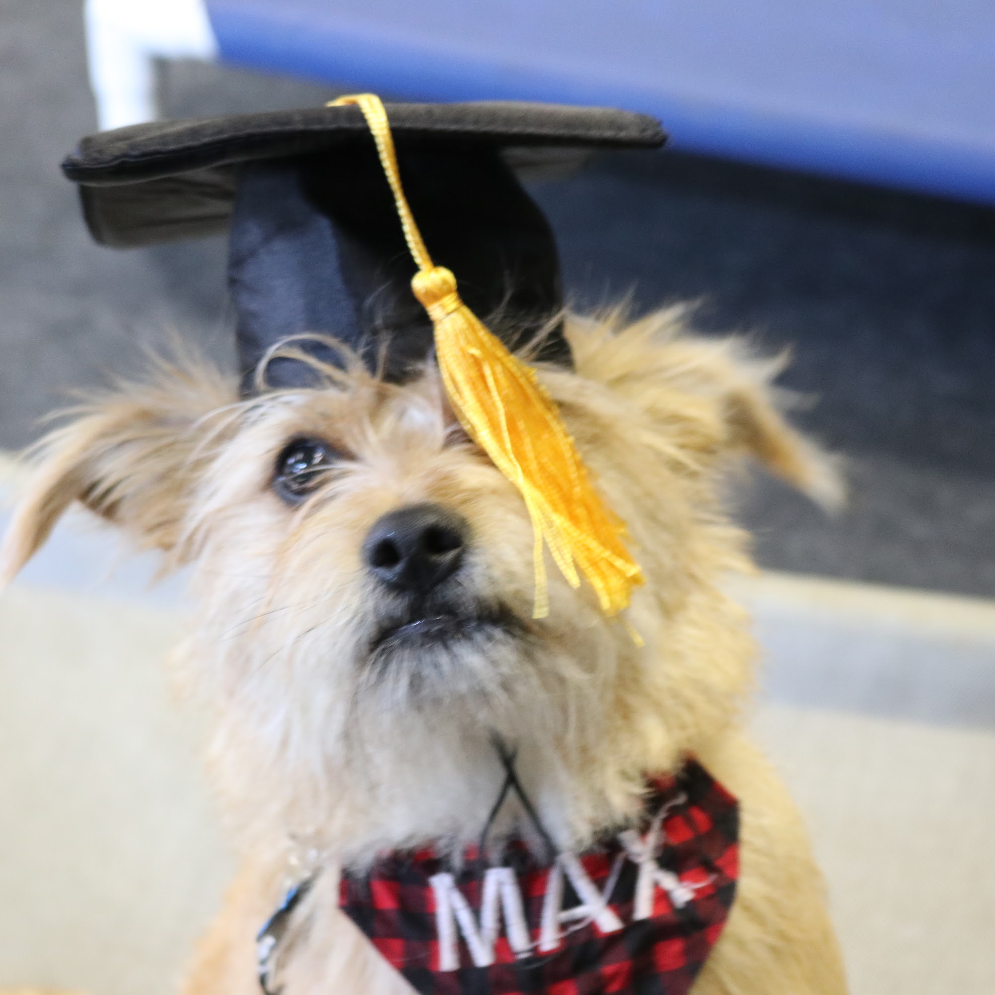 Sit Stay Play Michigan Midland