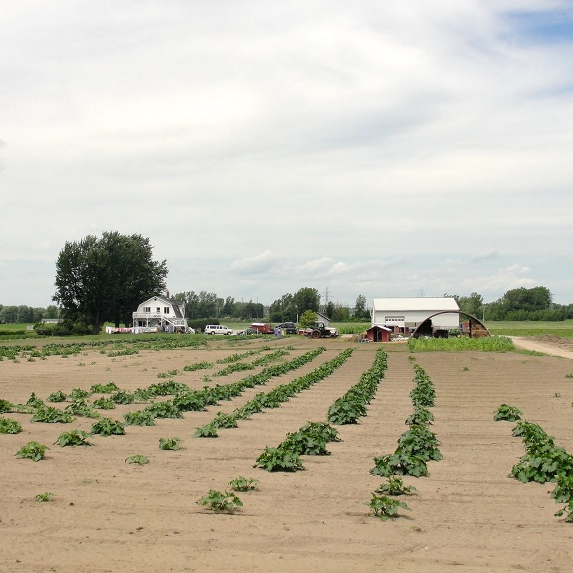 Cook's Choice Produce Midland
