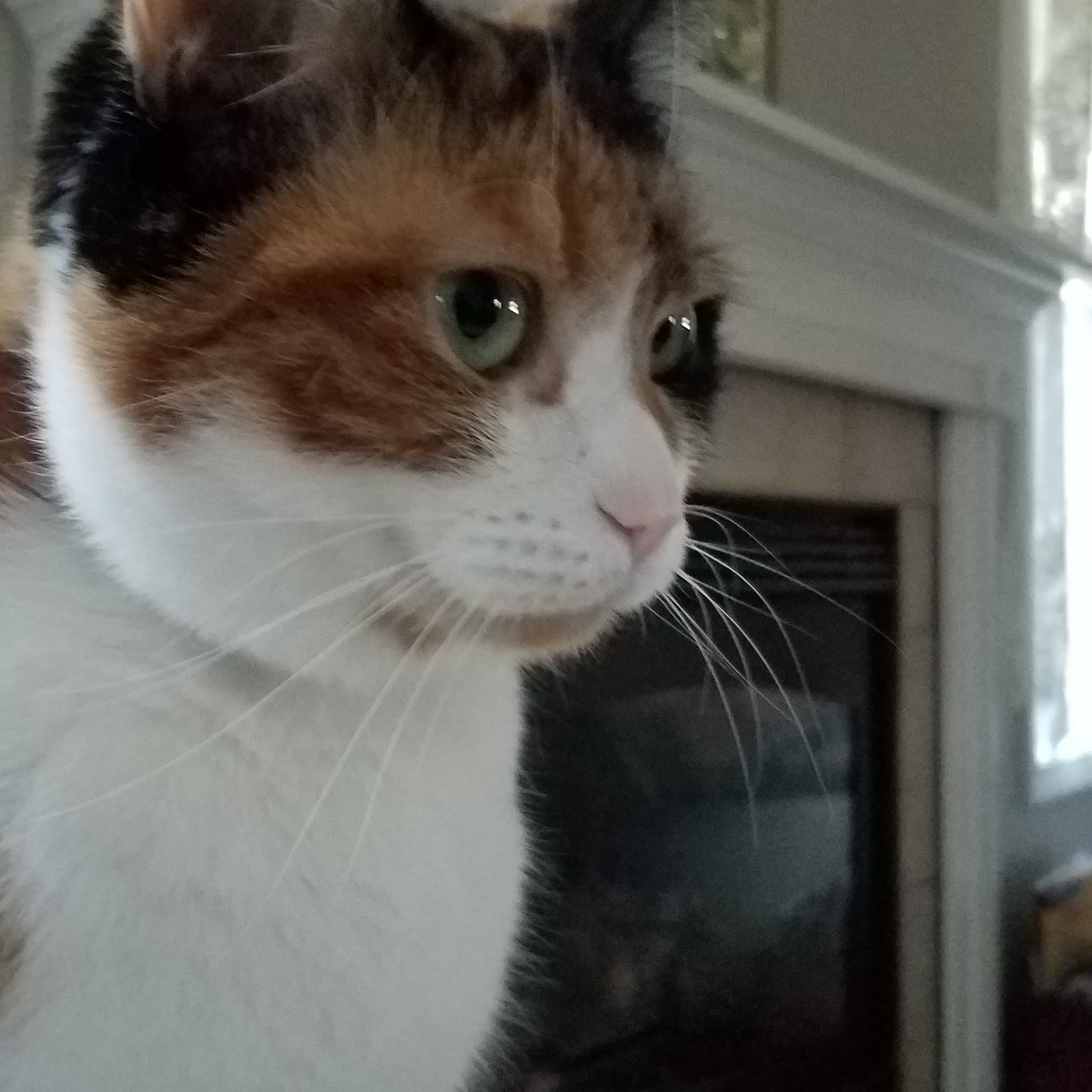 Milan Area Animal Hospital Milan