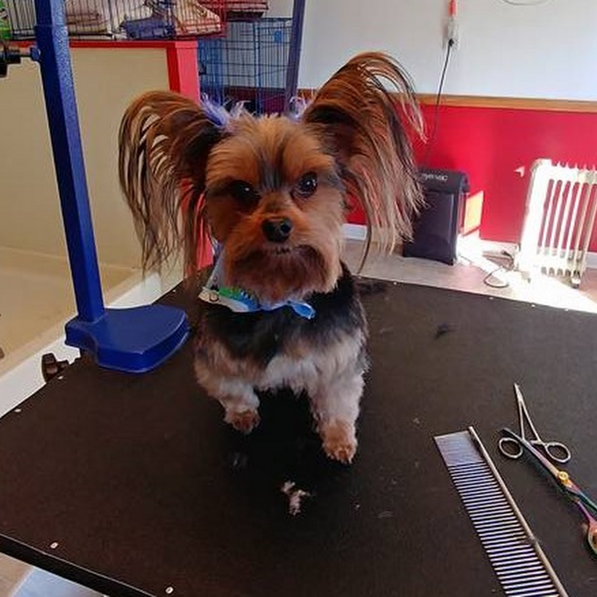 Miss Joni's Dog Grooming & More Milan