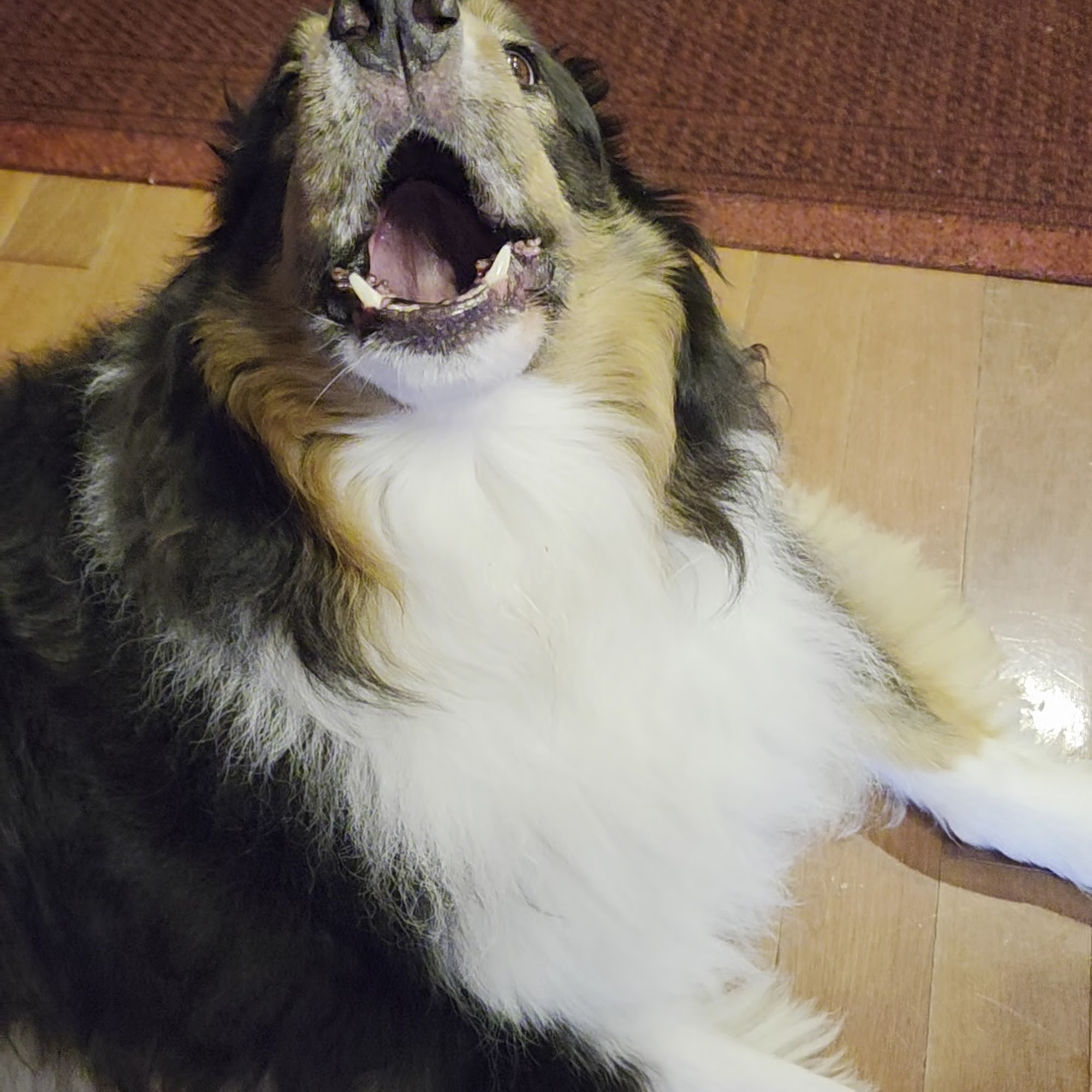 Veterinary Care Specialists Milford