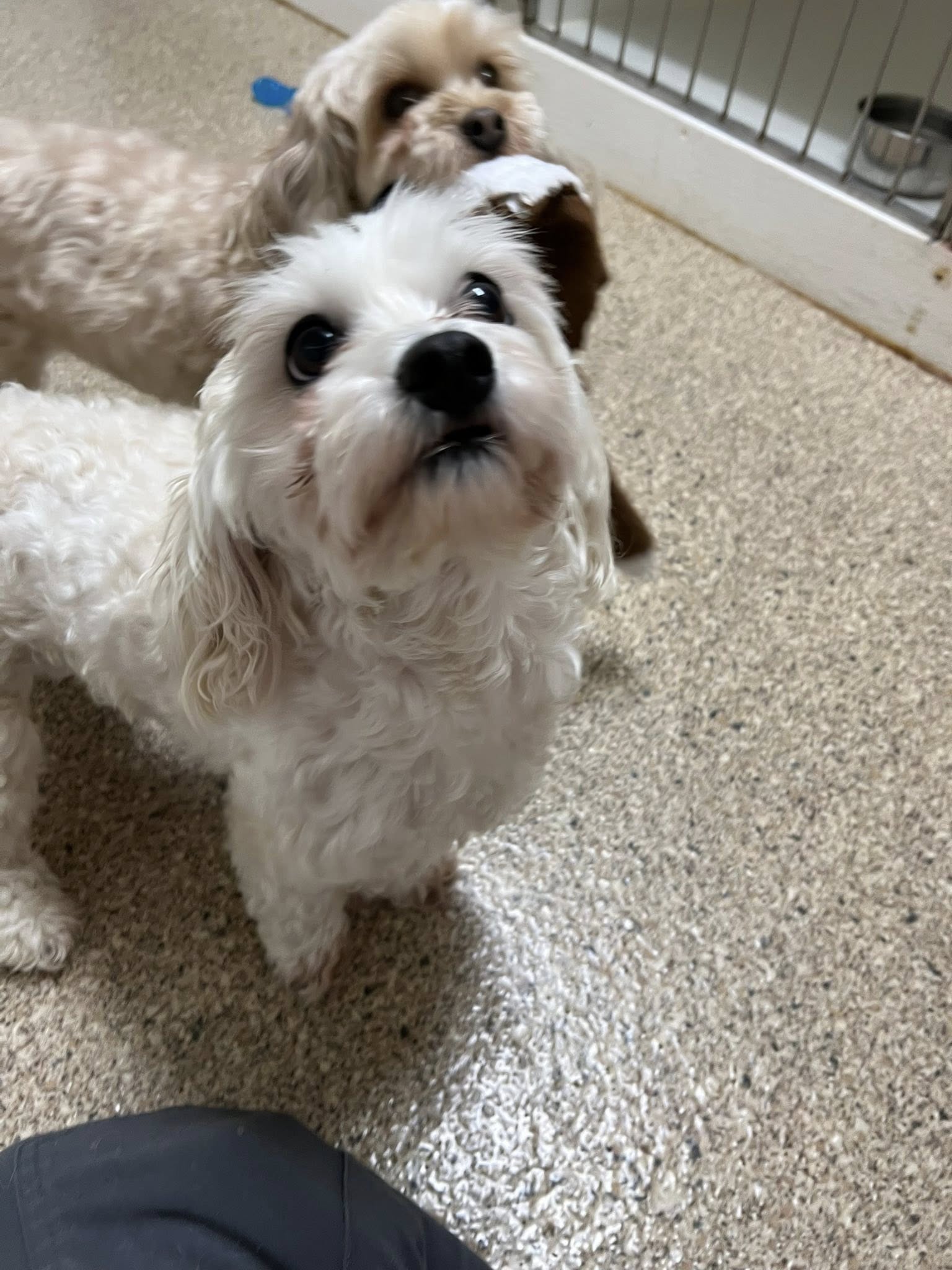 Club Pet Milford