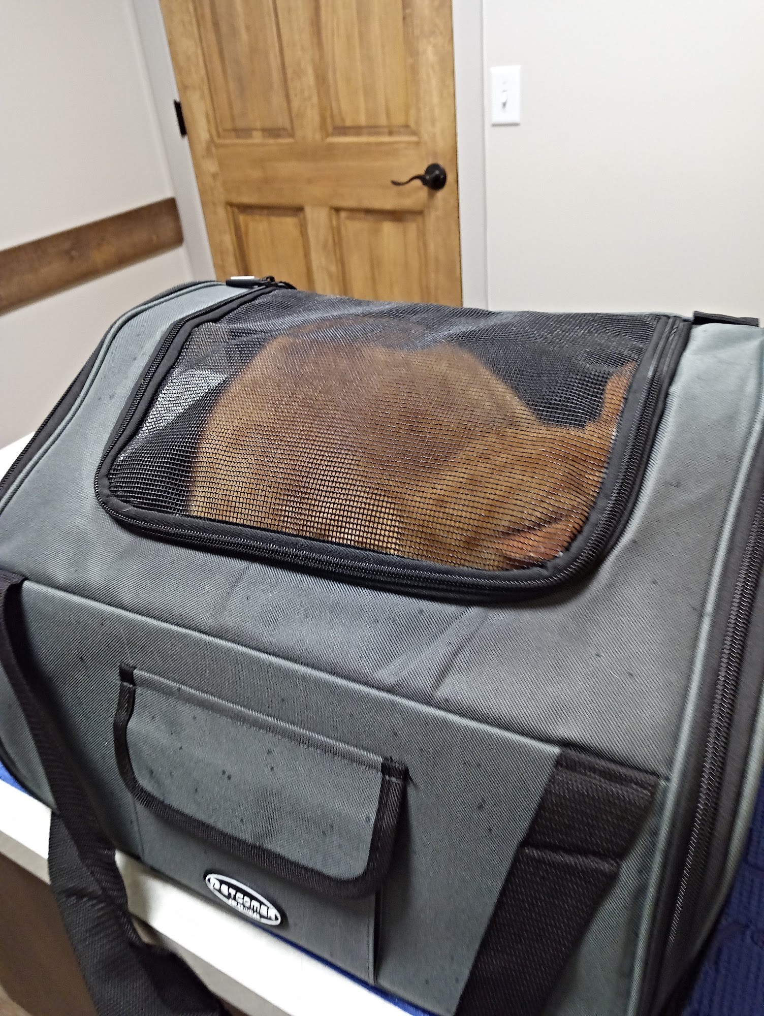 Care Veterinary Services Millington