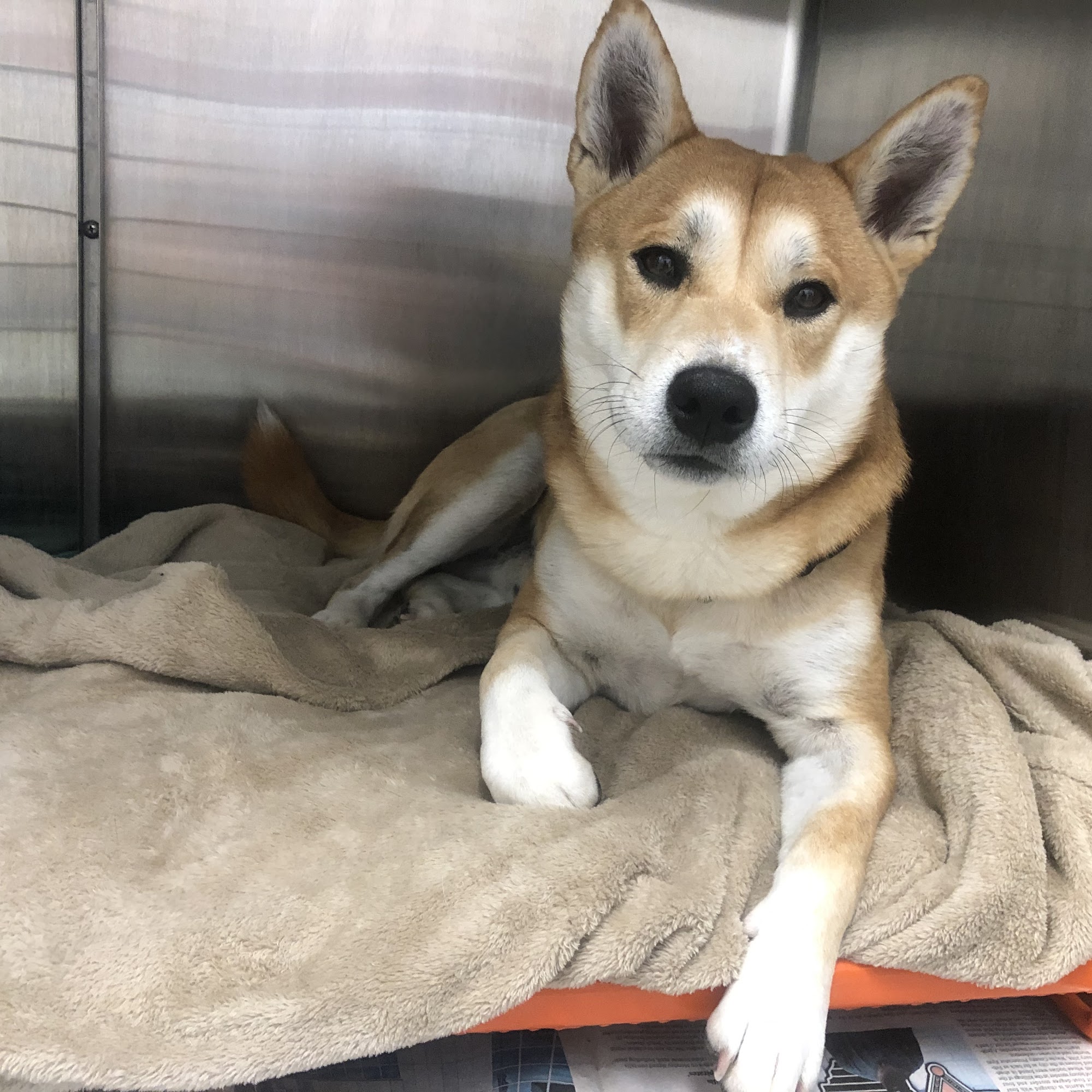 Care Veterinary Services Millington