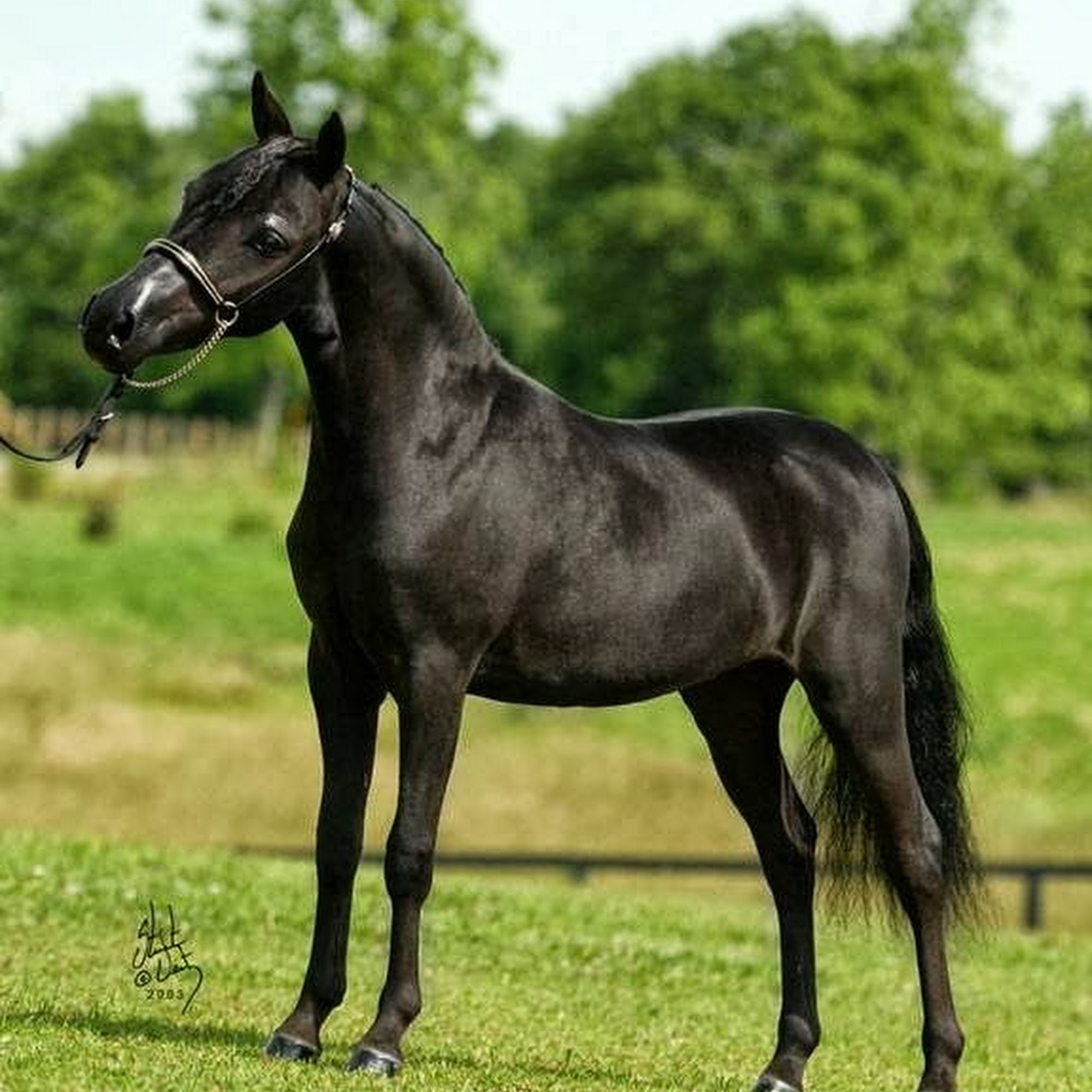 Pine Ridge Farm- Puppies and Kittens Millington