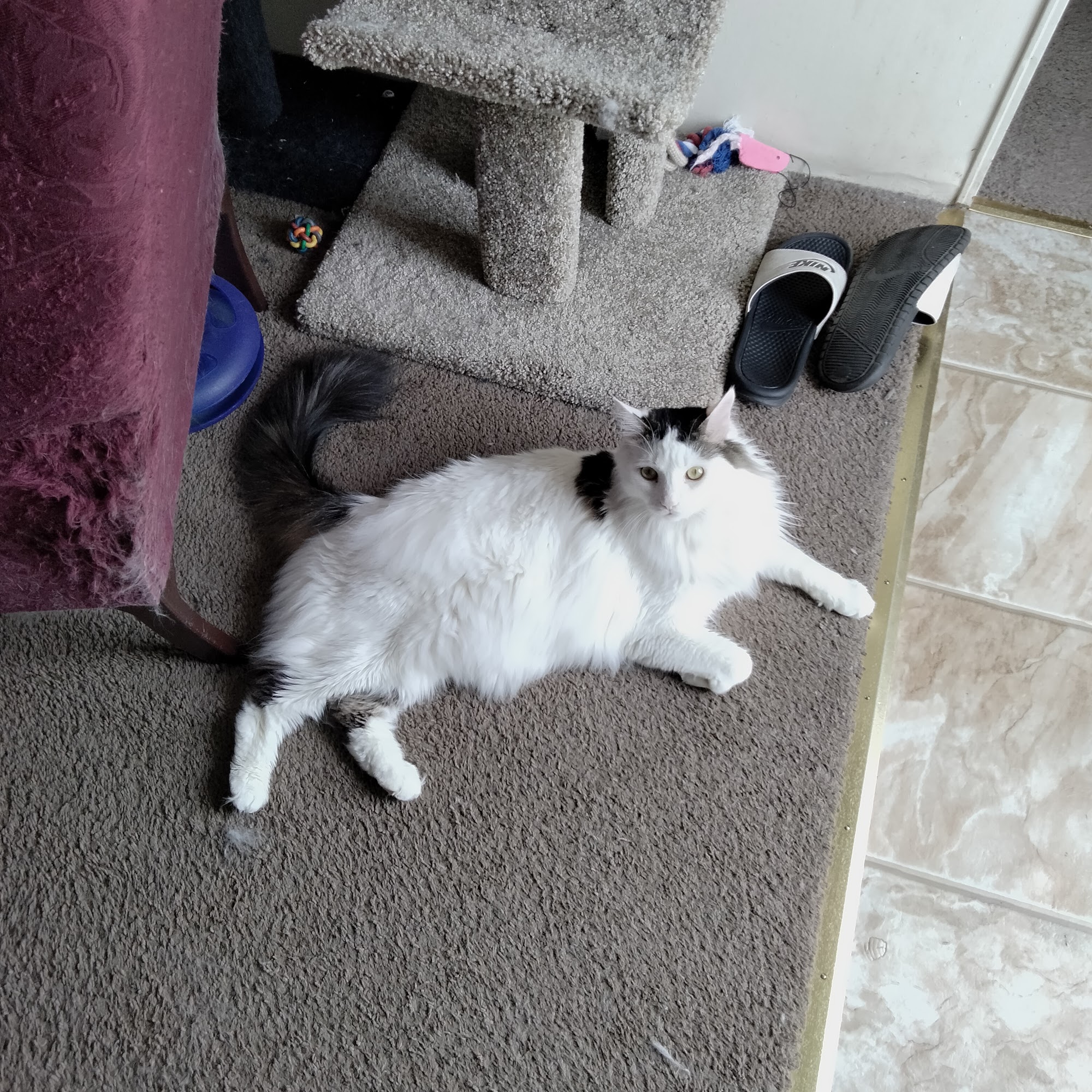 Country Creek Animal Hospital Monroe