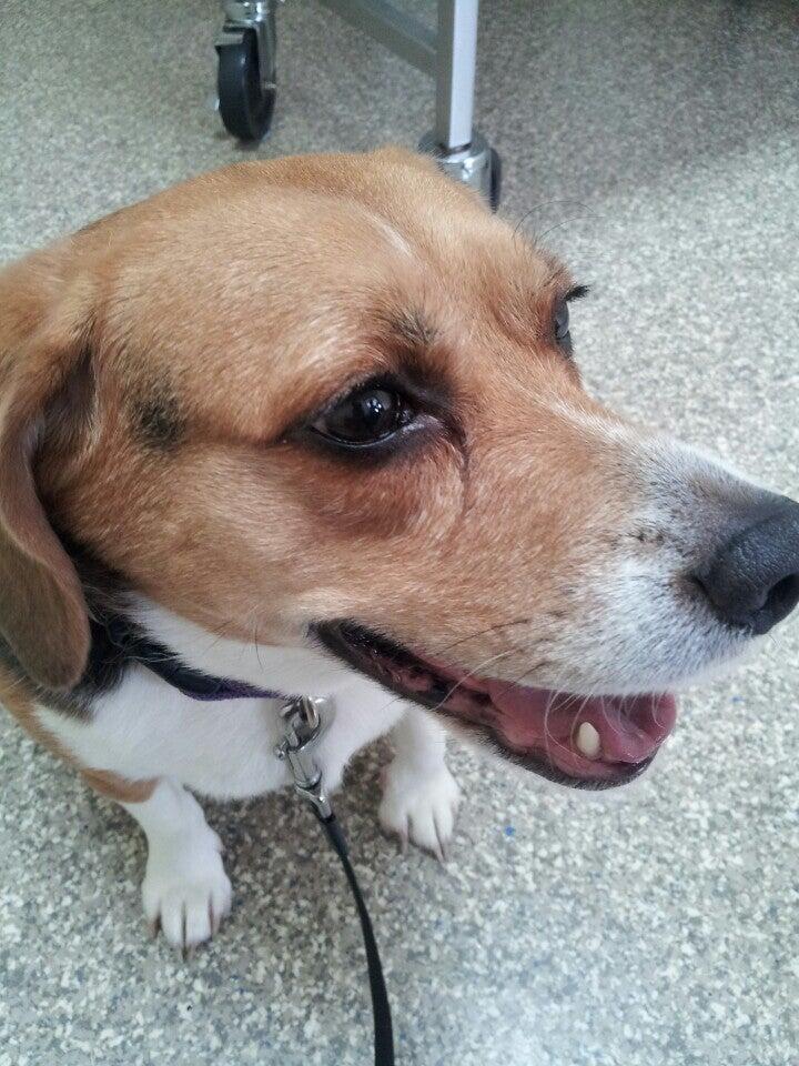 River Raisin Veterinary Clinic Monroe