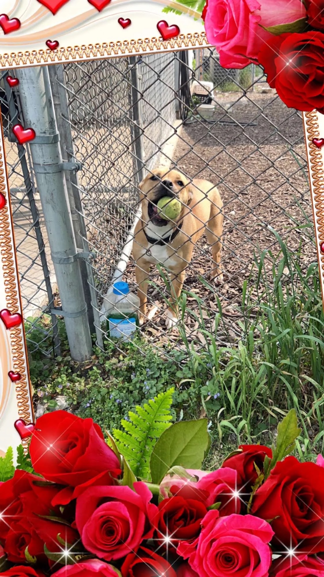 Humane Society of Monroe County Monroe