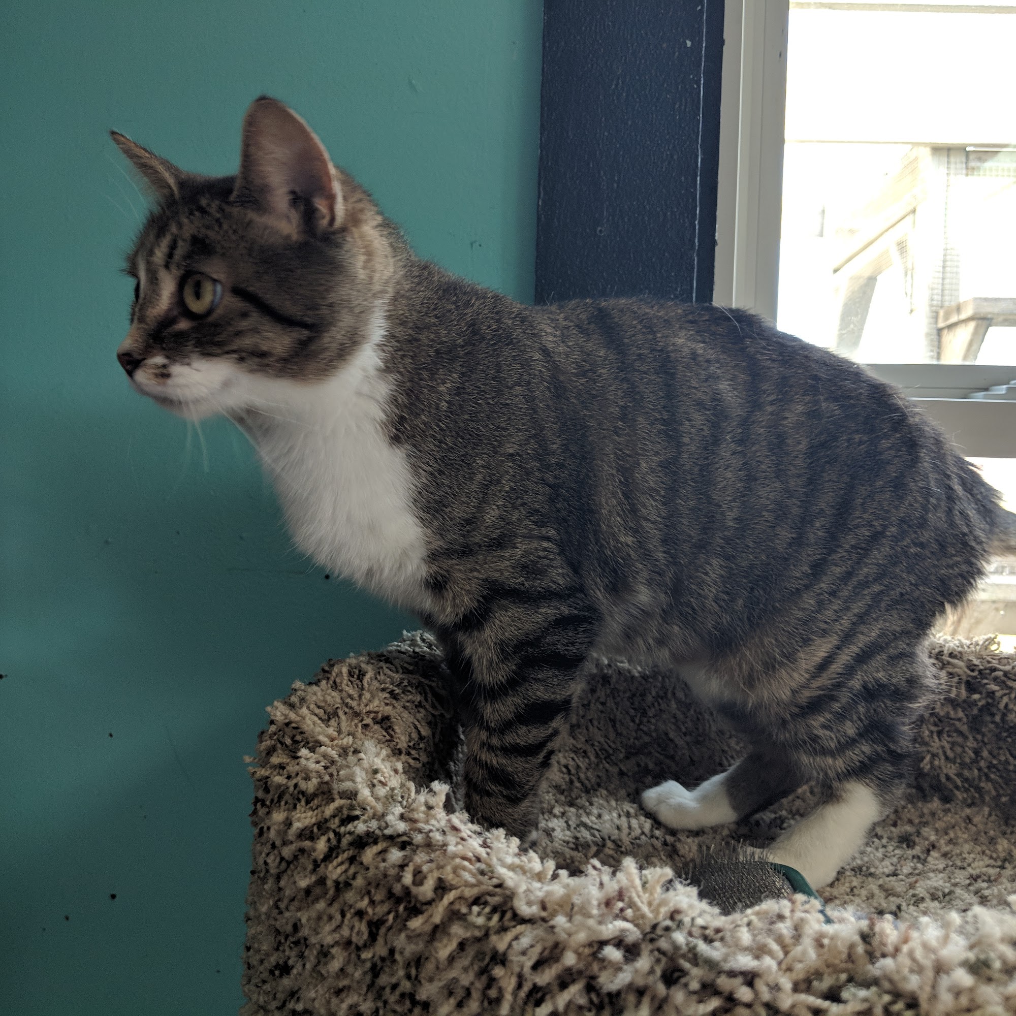 Humane Society of Monroe County Monroe