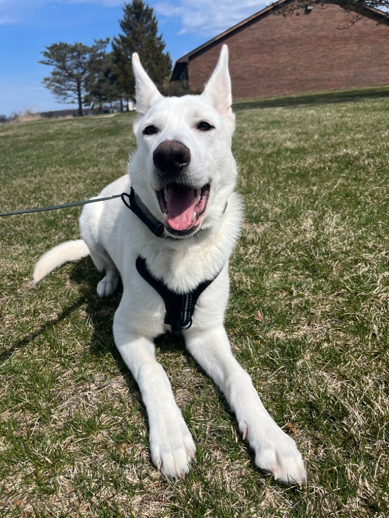 Happy Tails Pet Sitting Monroe