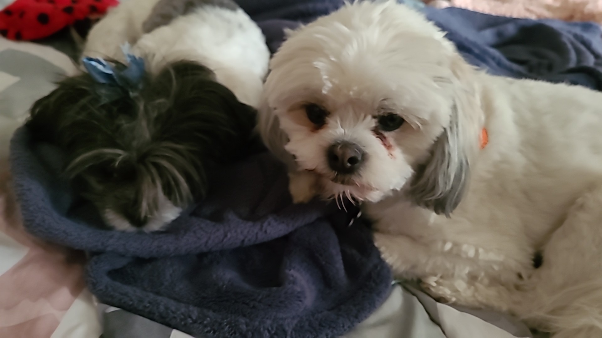 Elizabeth's Expert Dog Groom Monroe