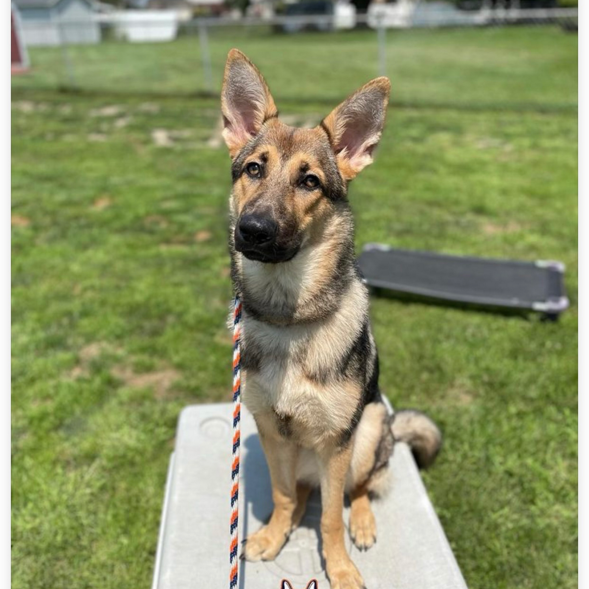 Delta Elite K9 Dog Training Monroe