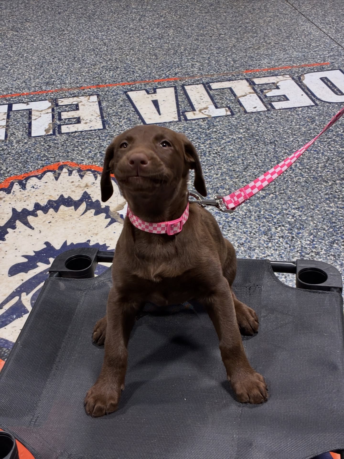 Delta Elite K9 Dog Training Monroe