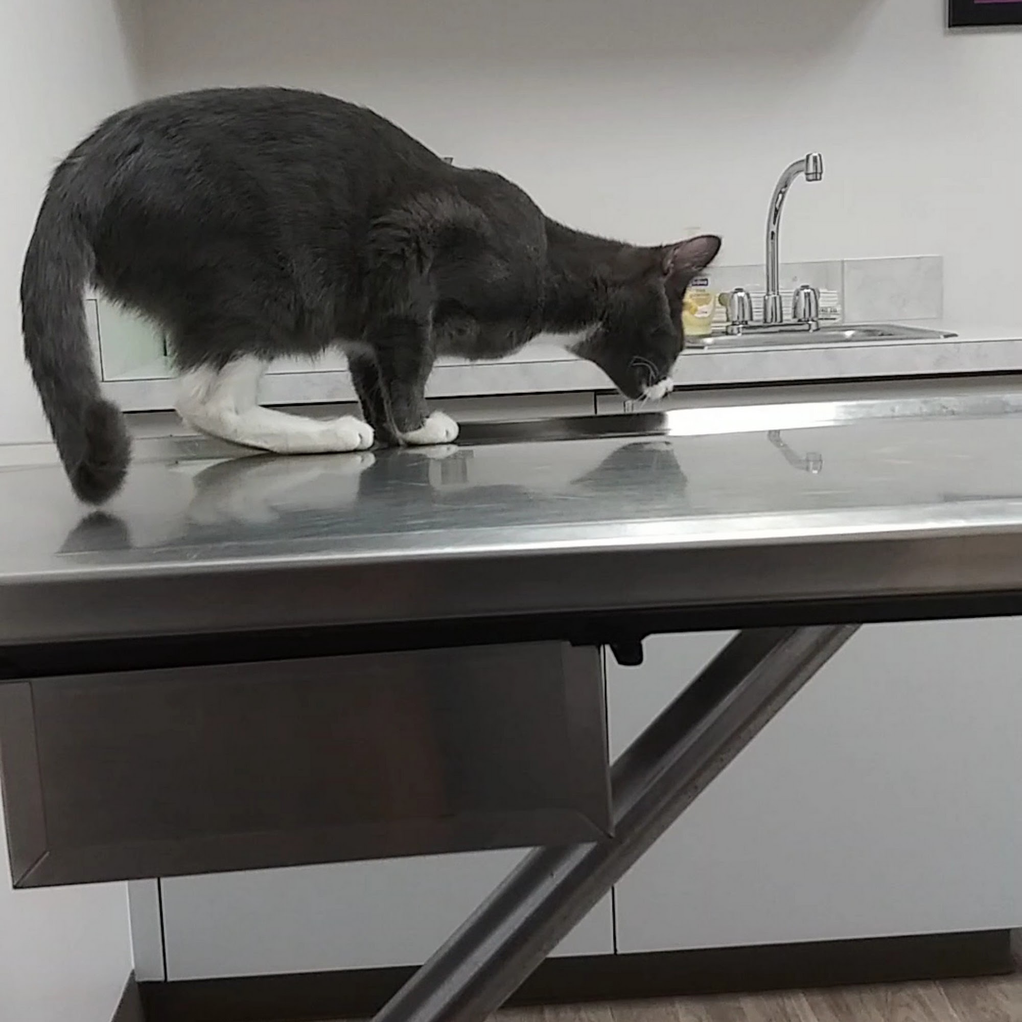 Montrose Veterinary Hospital Montrose