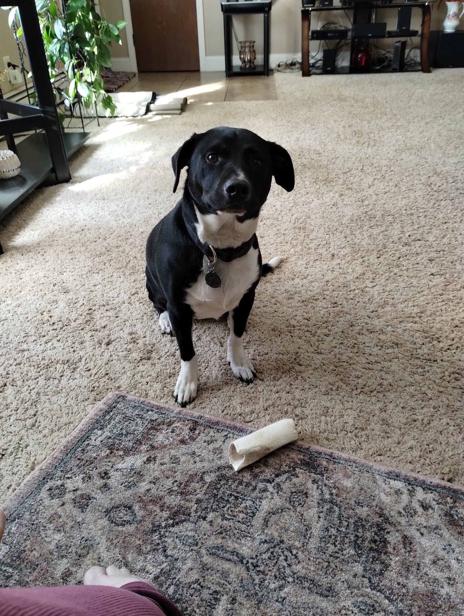 Montrose Veterinary Hospital Montrose