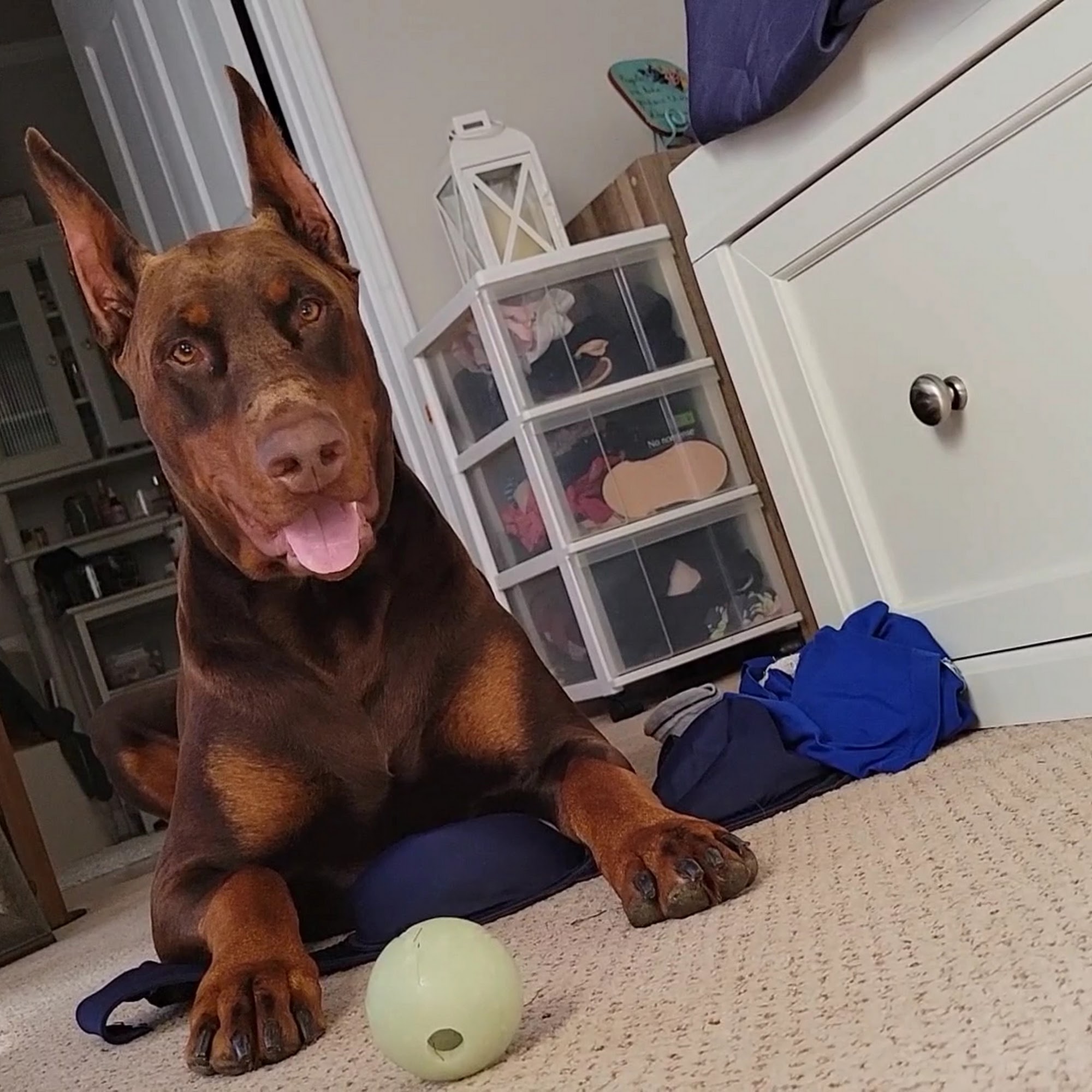 Groesbeck Animal Hospital Mount Clemens