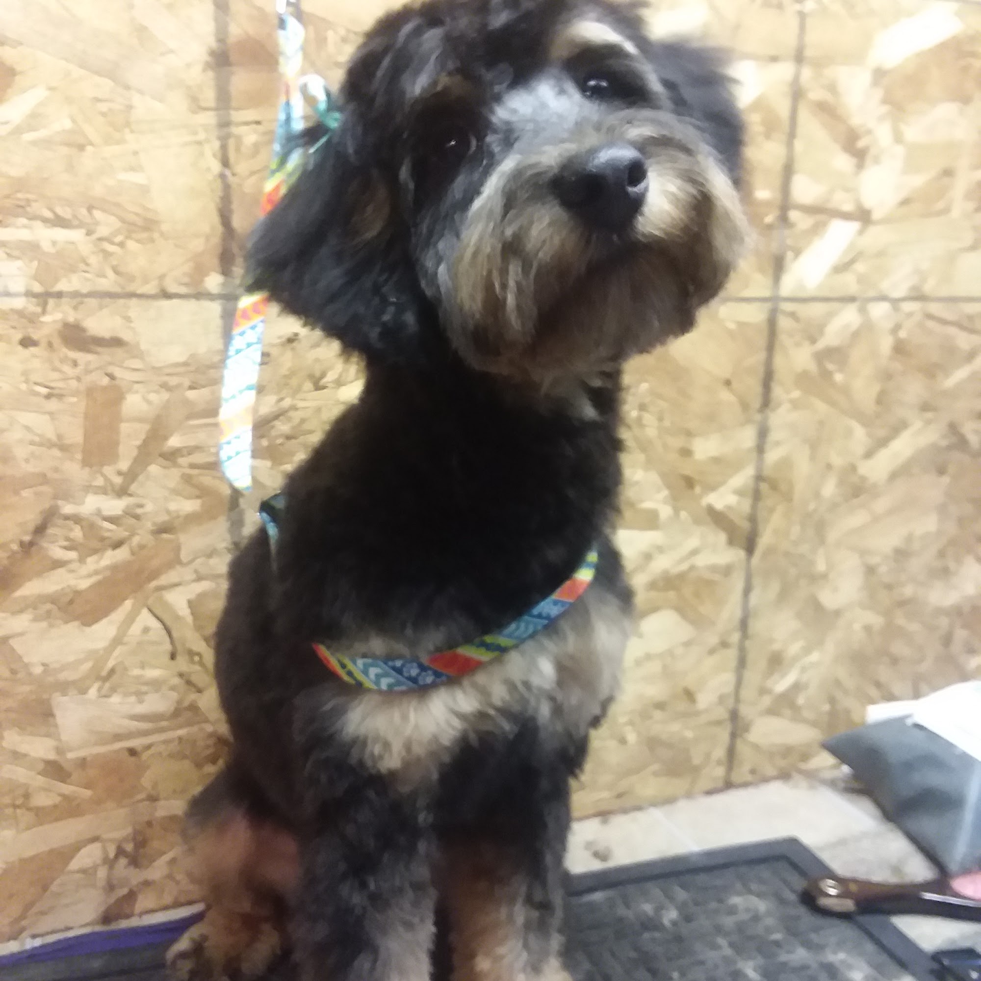 Diva Doggie Doz Mount Clemens