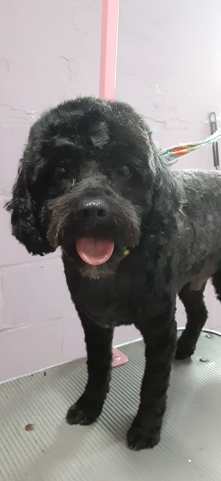 Diva Doggie Doz Mount Clemens