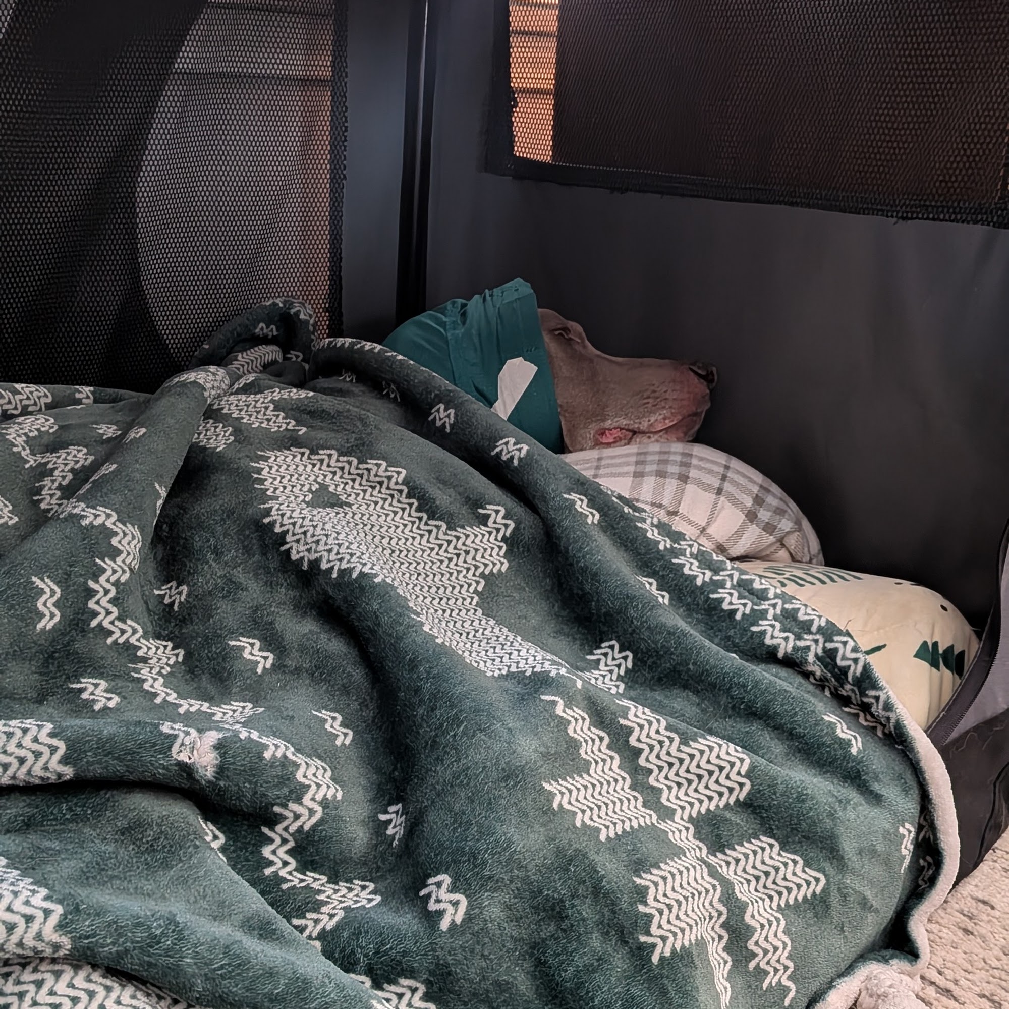 Mayfair Animal Hospital Mount Morris