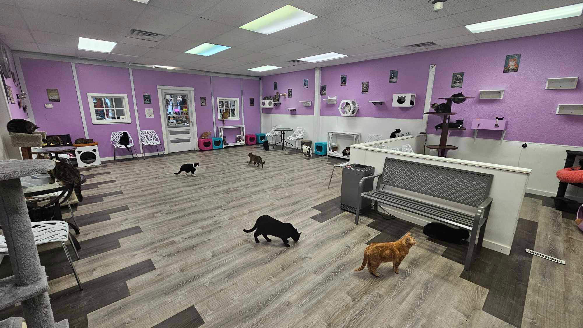 Karma Kat Cafe & Rescue Mount Pleasant