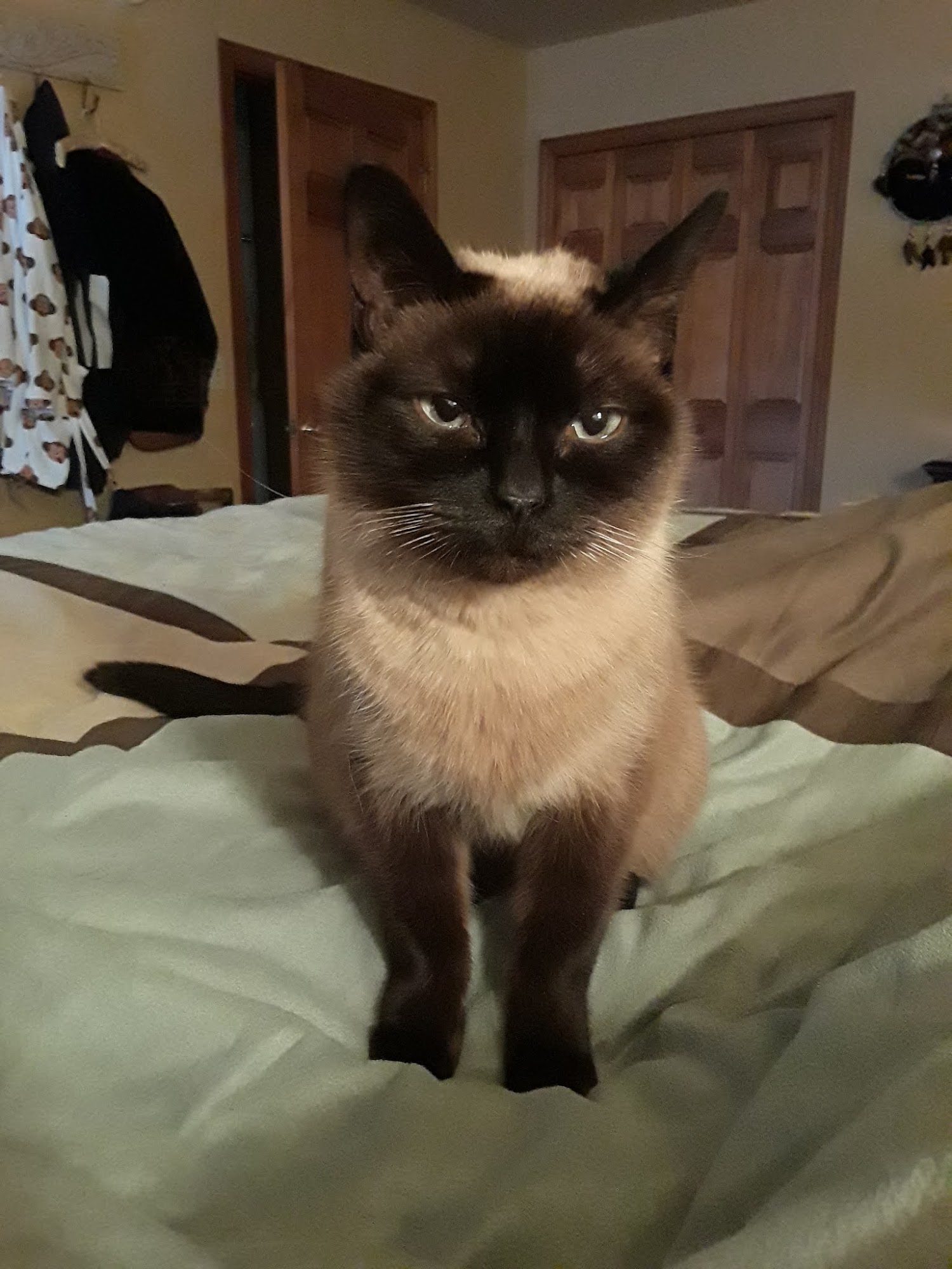 Isabella Cat Clinic Mount Pleasant