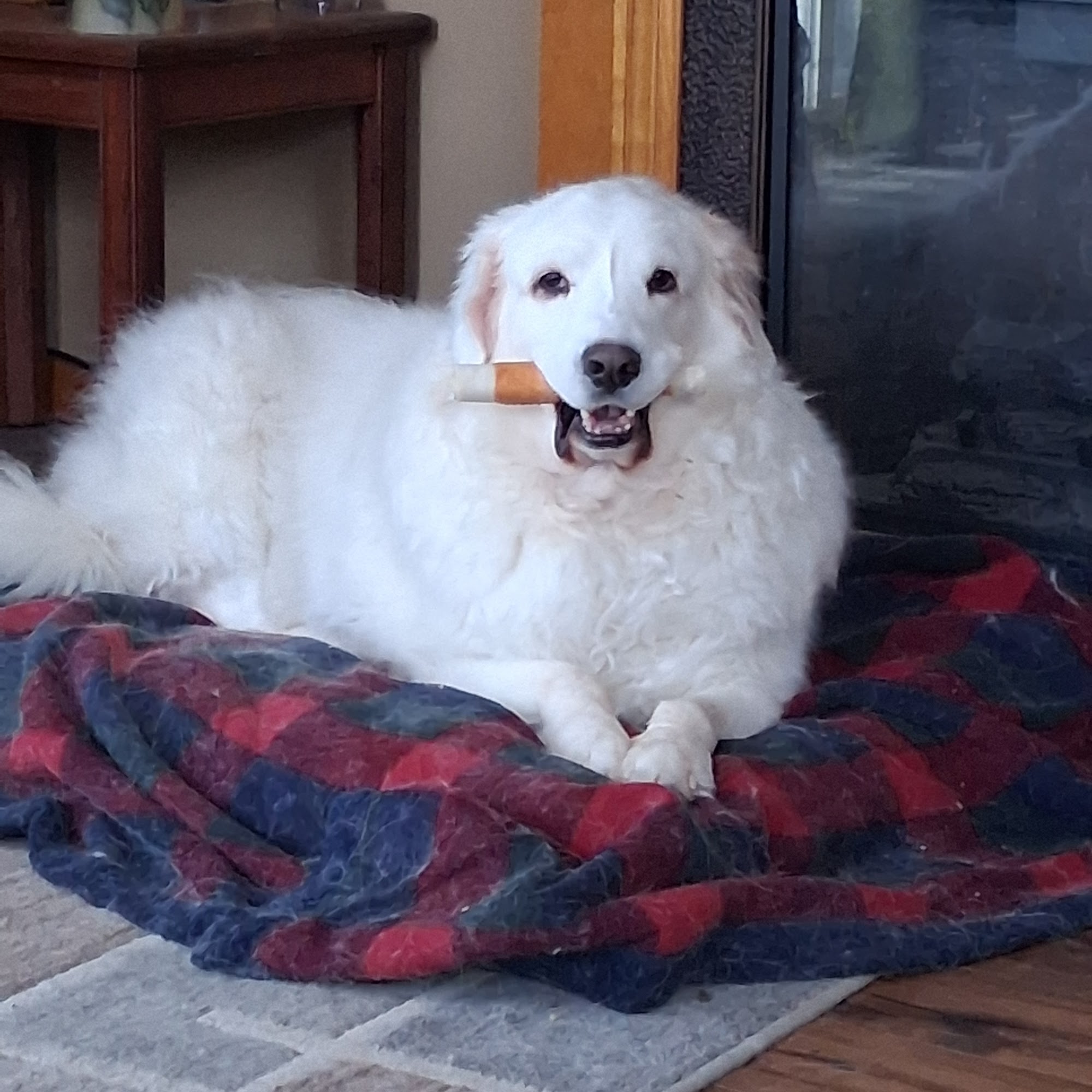 Northwoods Pet Care Center Mount Pleasant