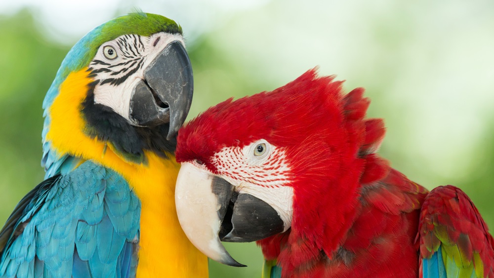 Northwoods Pet Care Center Mount Pleasant