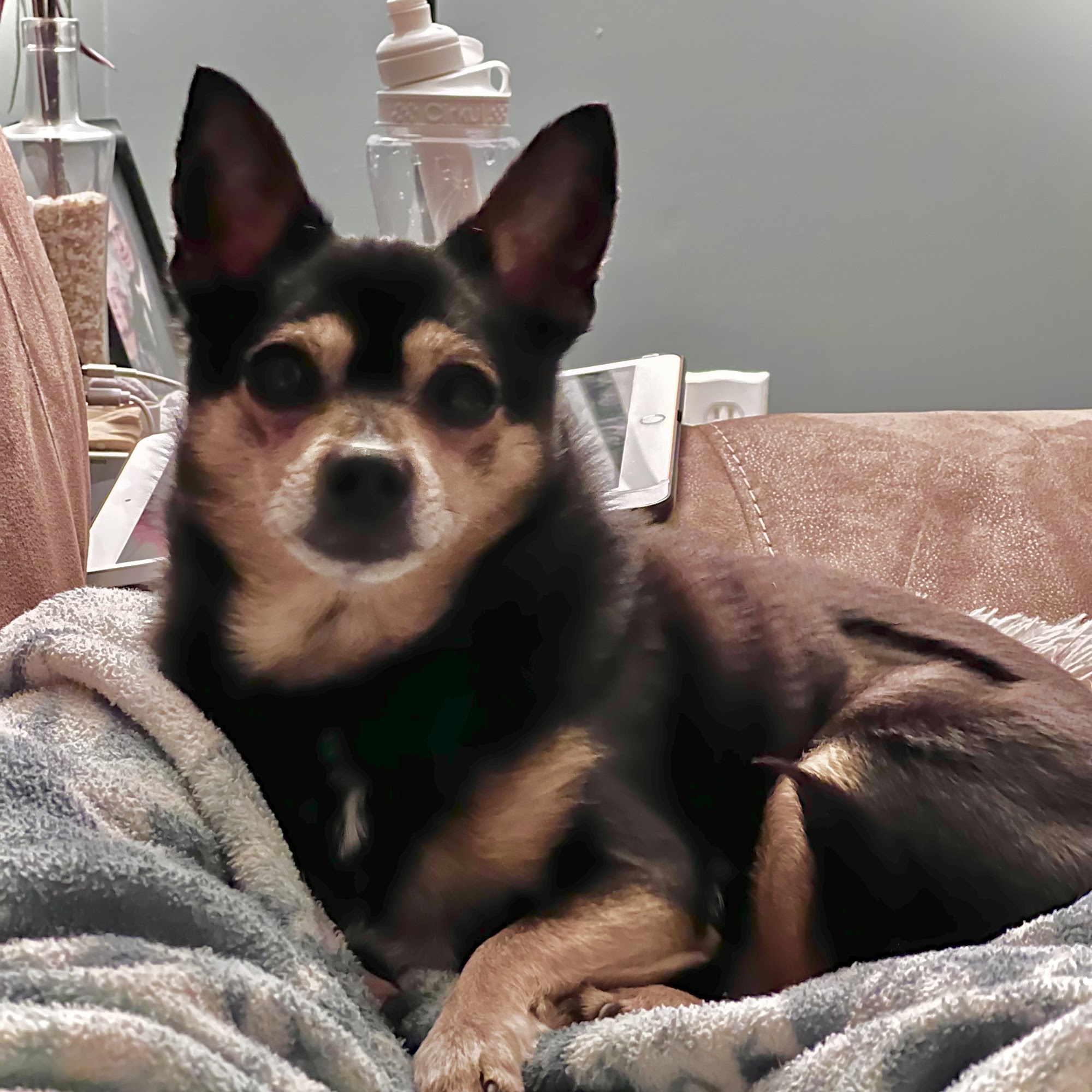 Mt. Pleasant Animal Hospital, PC Mount Pleasant