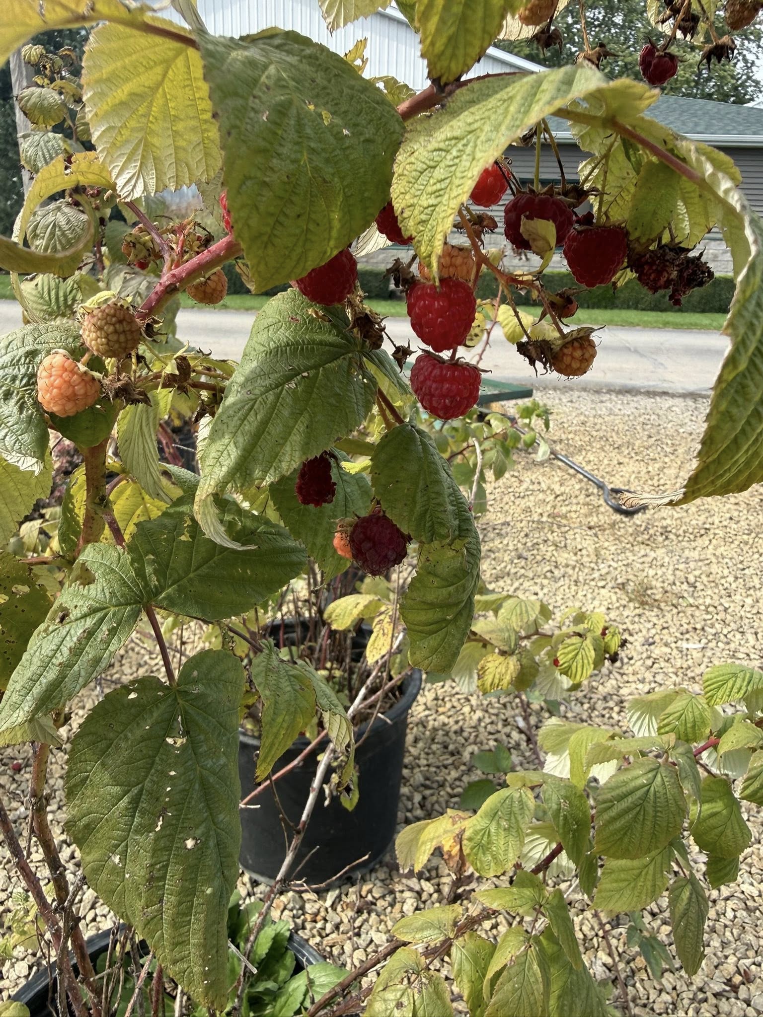 Green Scene Landscaping
