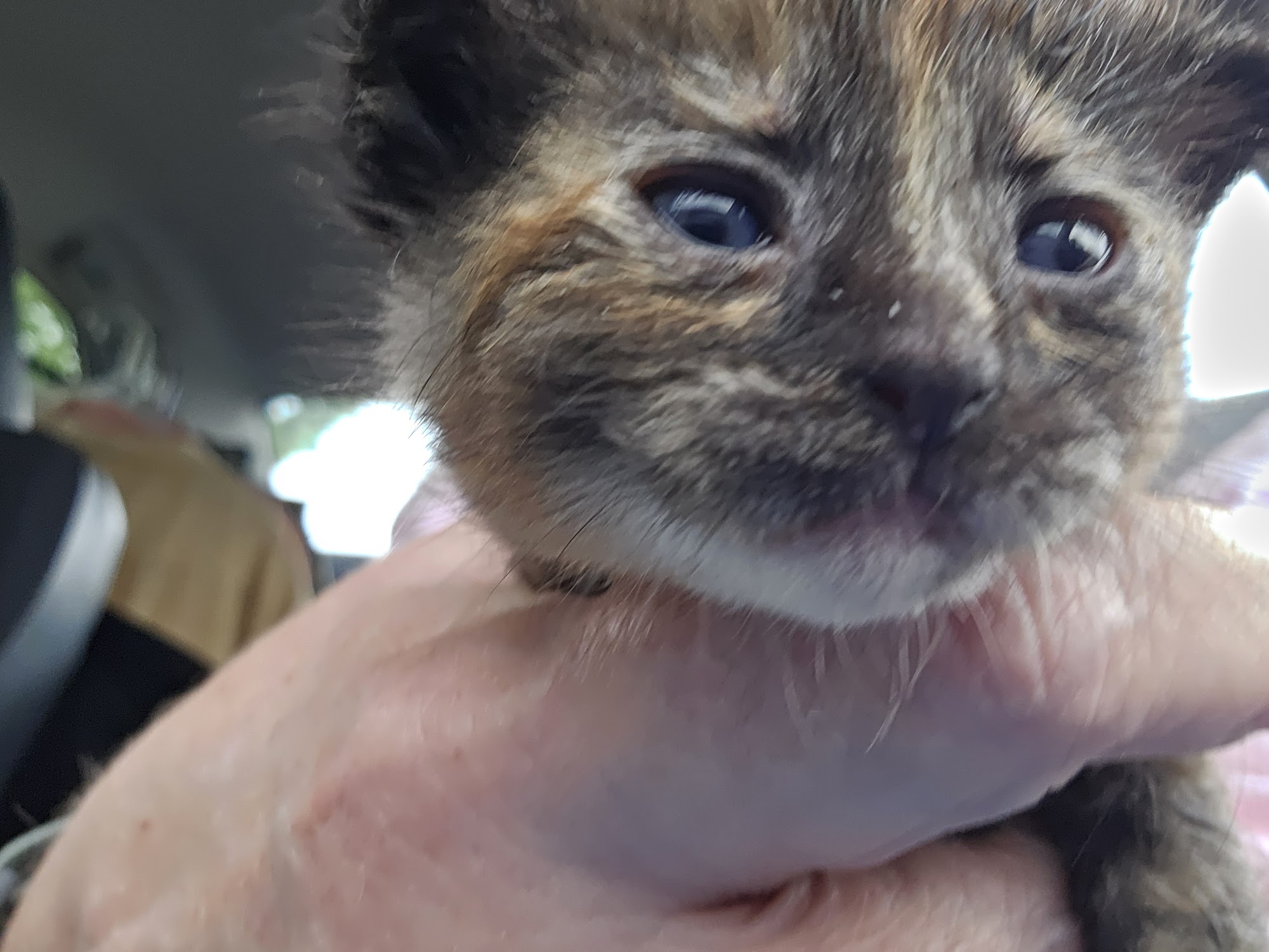 Humane Animal Treatment Society (HATS) Mount Pleasant