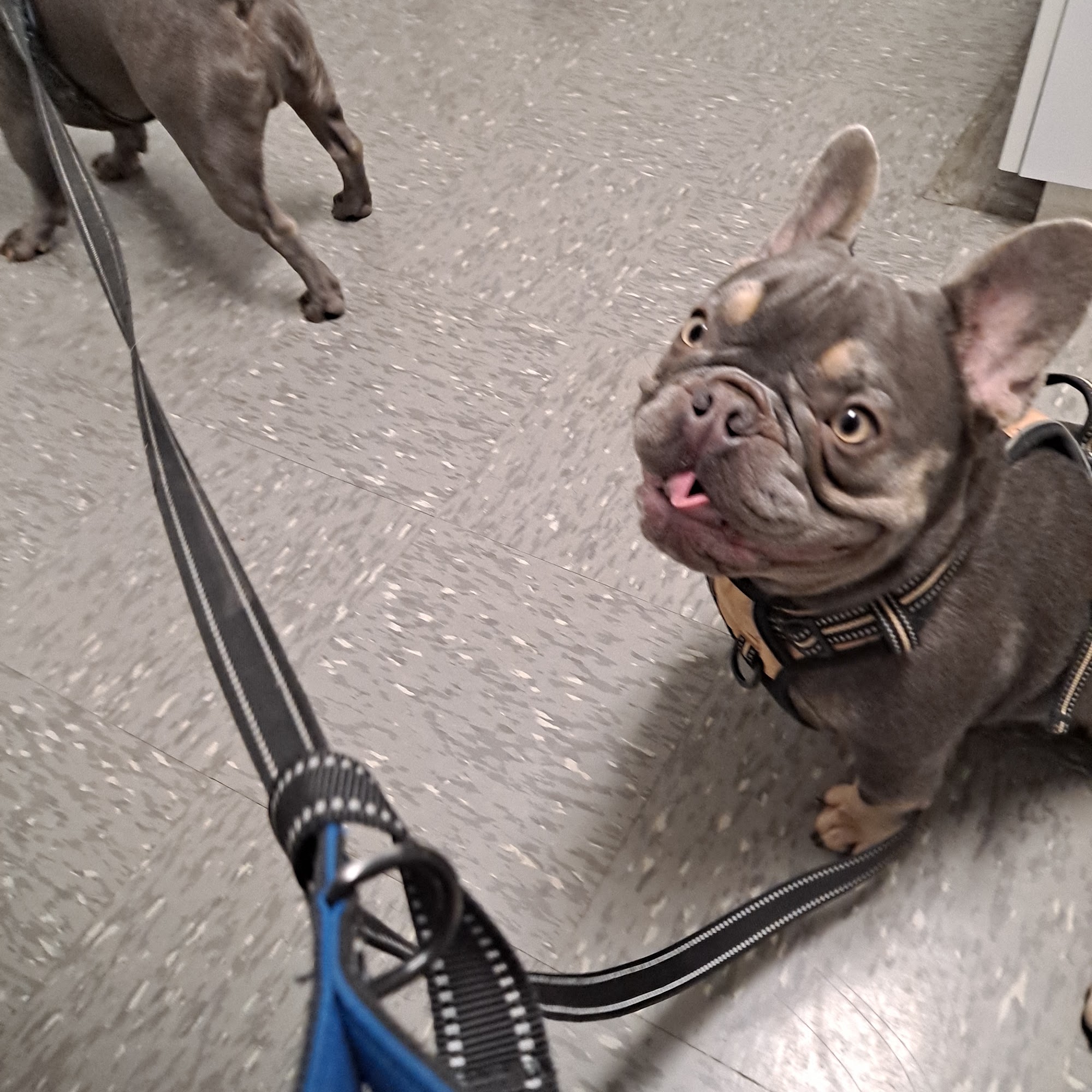 Holton Road Veterinary Clinic Muskegon