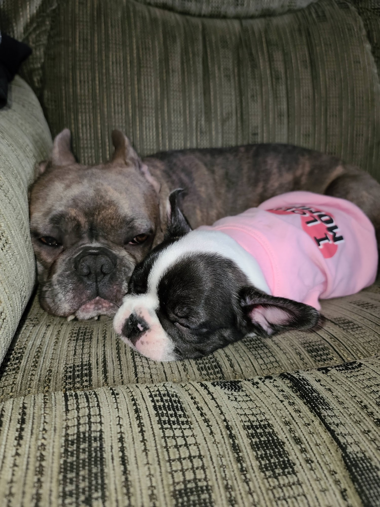 Animal Clinic of Muskegon Muskegon