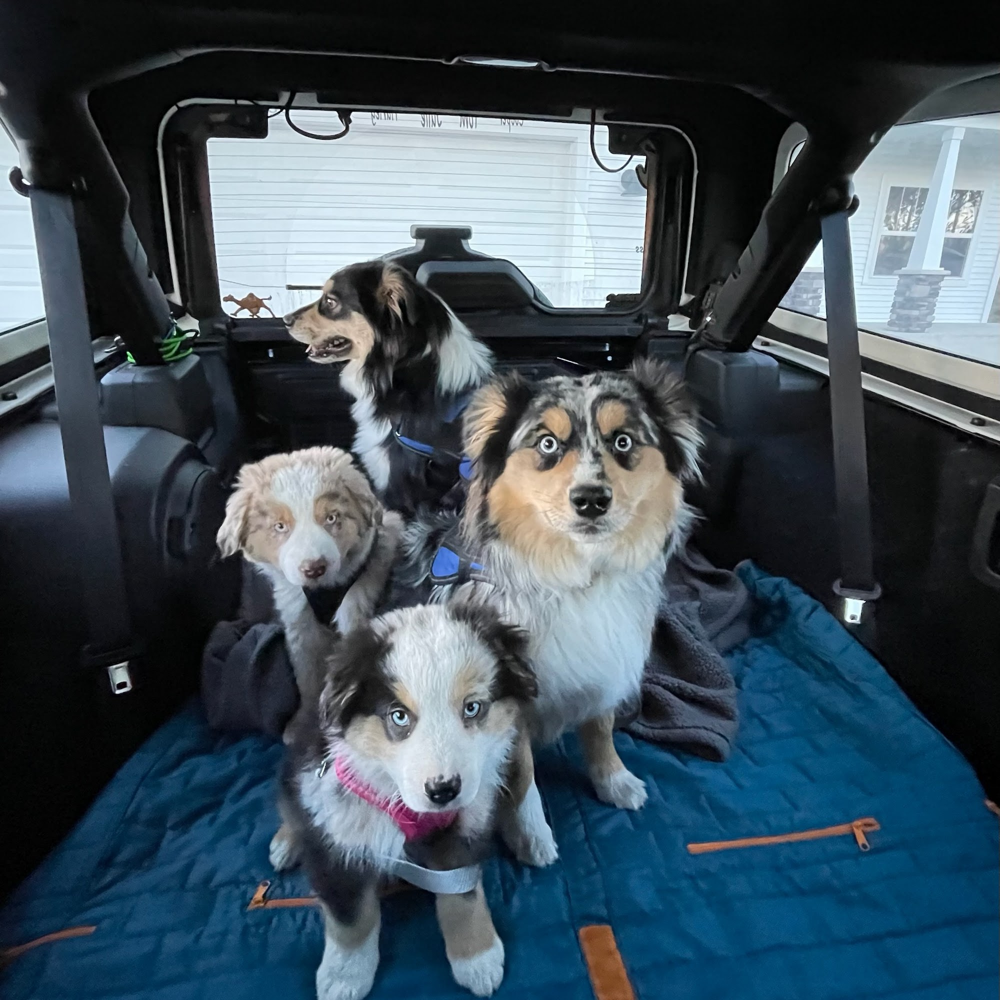 Lakeshore Animal Hospital Muskegon