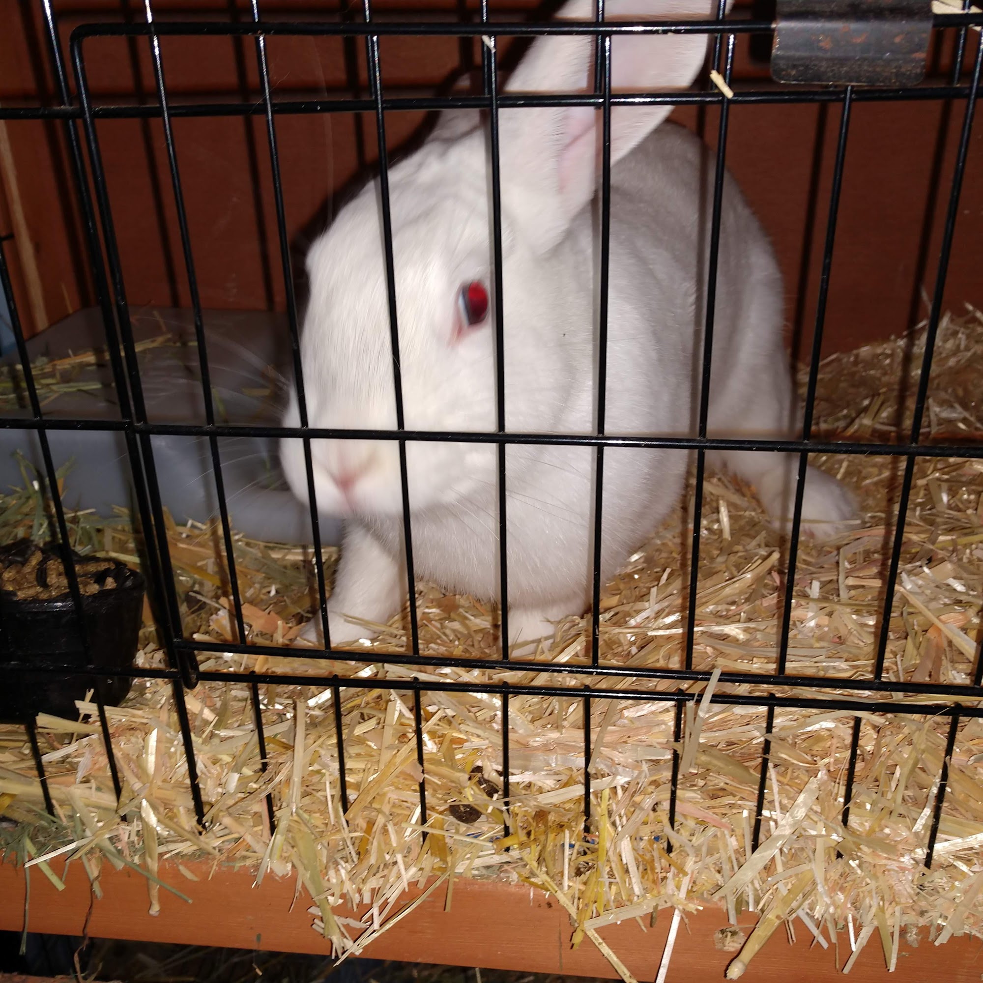 Glenpark Animal Hospital Muskegon