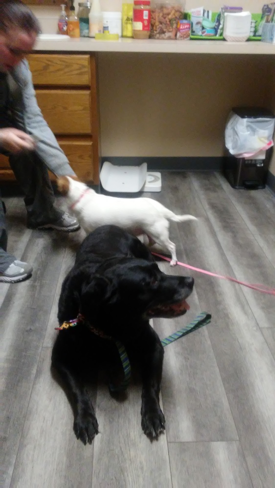 Big Lake Community Animal Clinic Muskegon