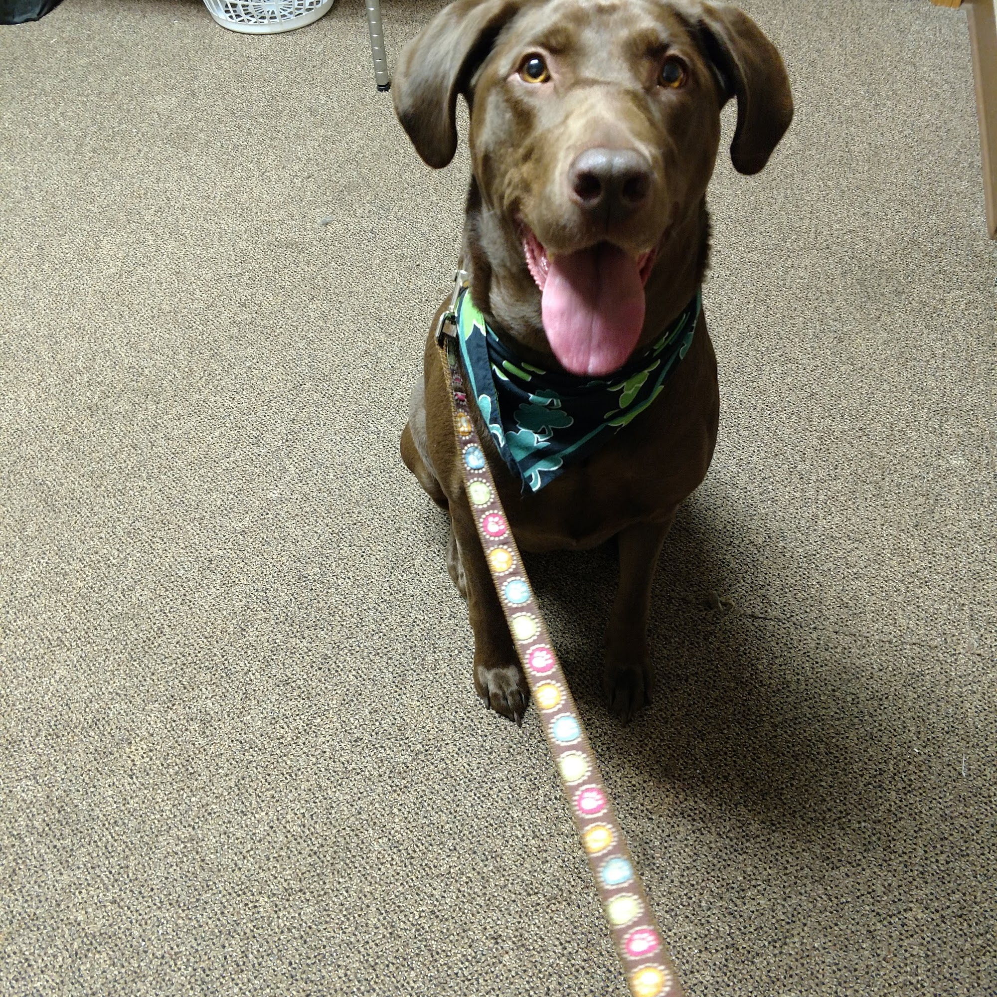 Big Lake Community Animal Clinic Muskegon