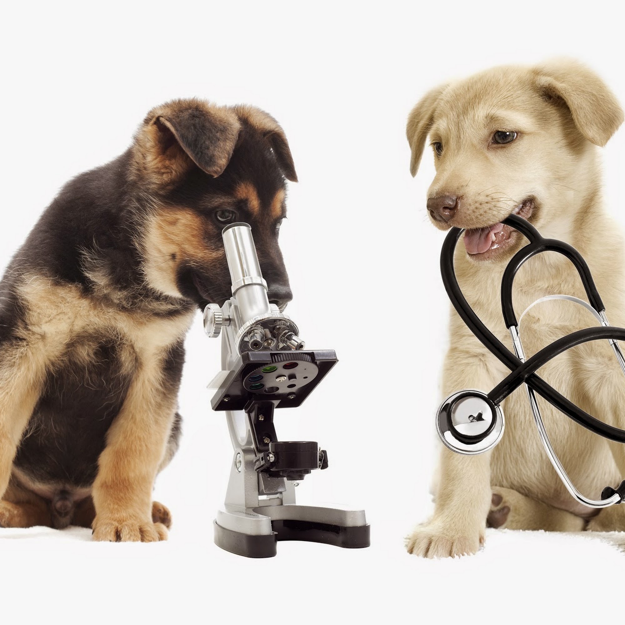 Dunstan Animal Care Clinic Muskegon