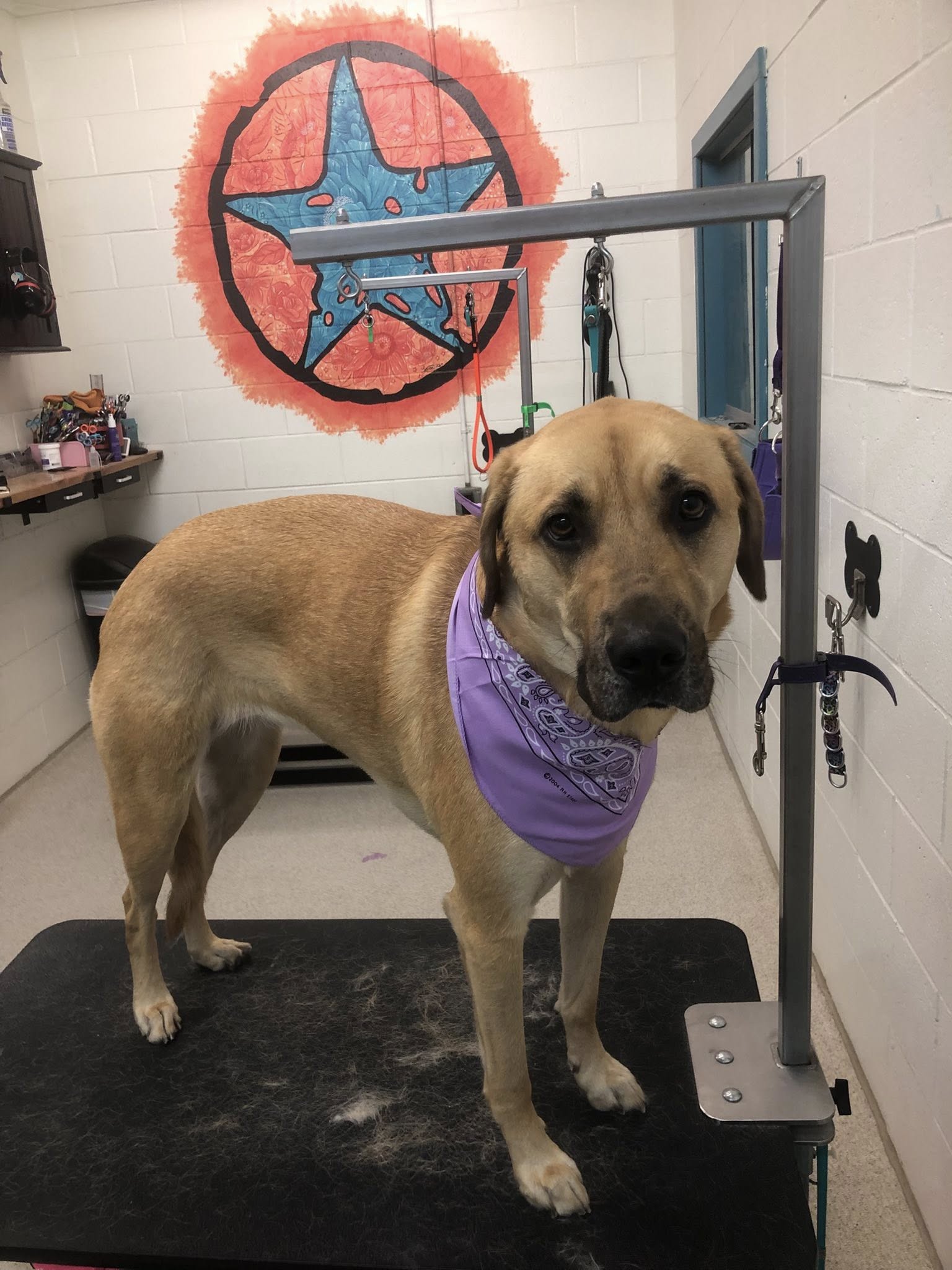 Dog Star Ranch Muskegon