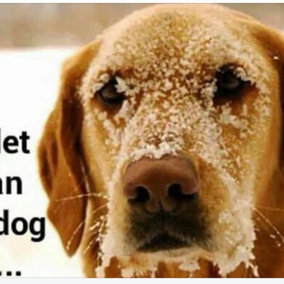 Bow Wow's Bath House Muskegon