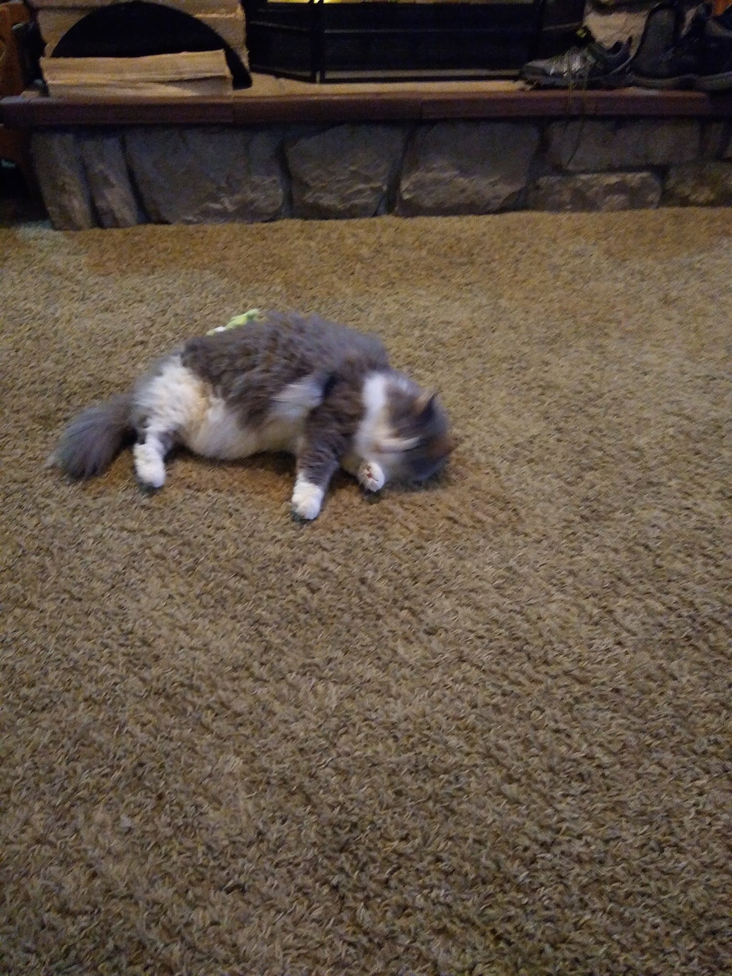 Faithful to Felines Muskegon