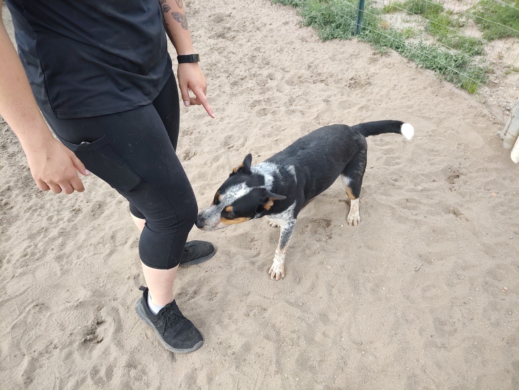 Pound Buddies Animal Shelter & Adoption Center Muskegon