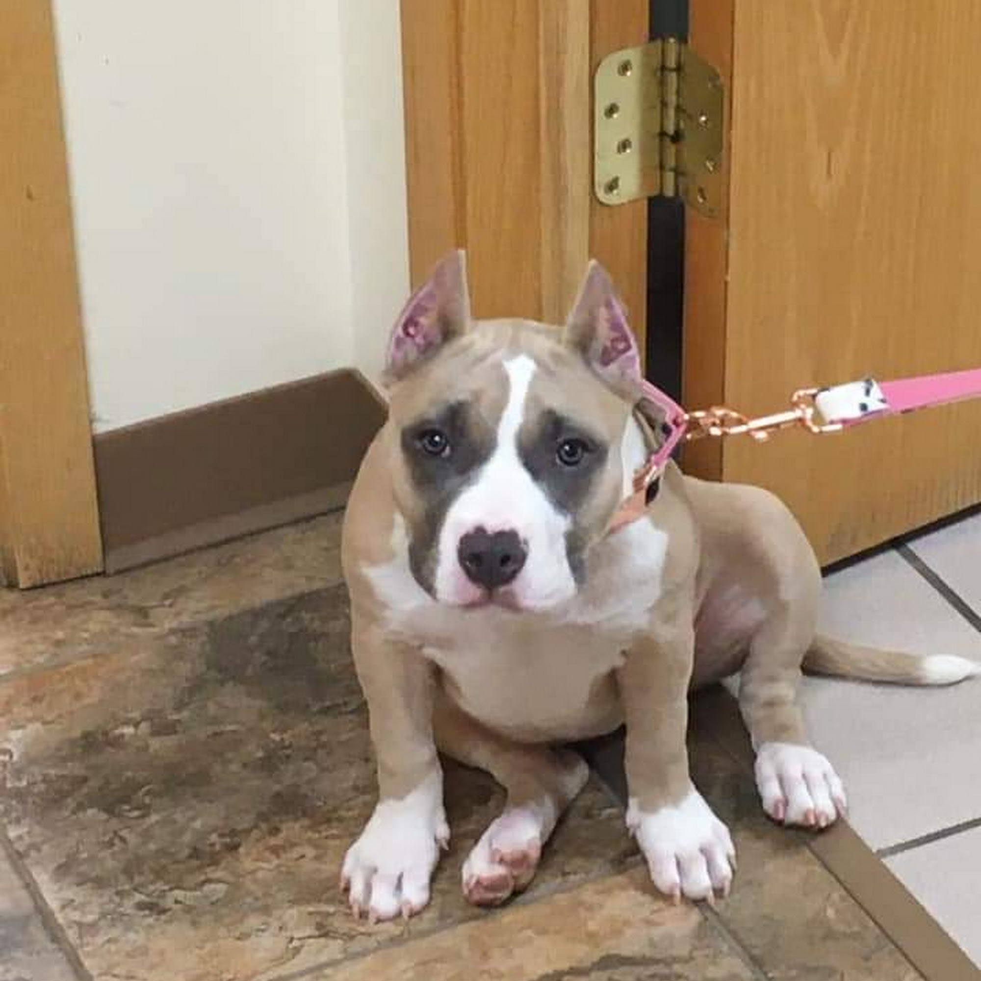 Negaunee Veterinary Clinic Negaunee