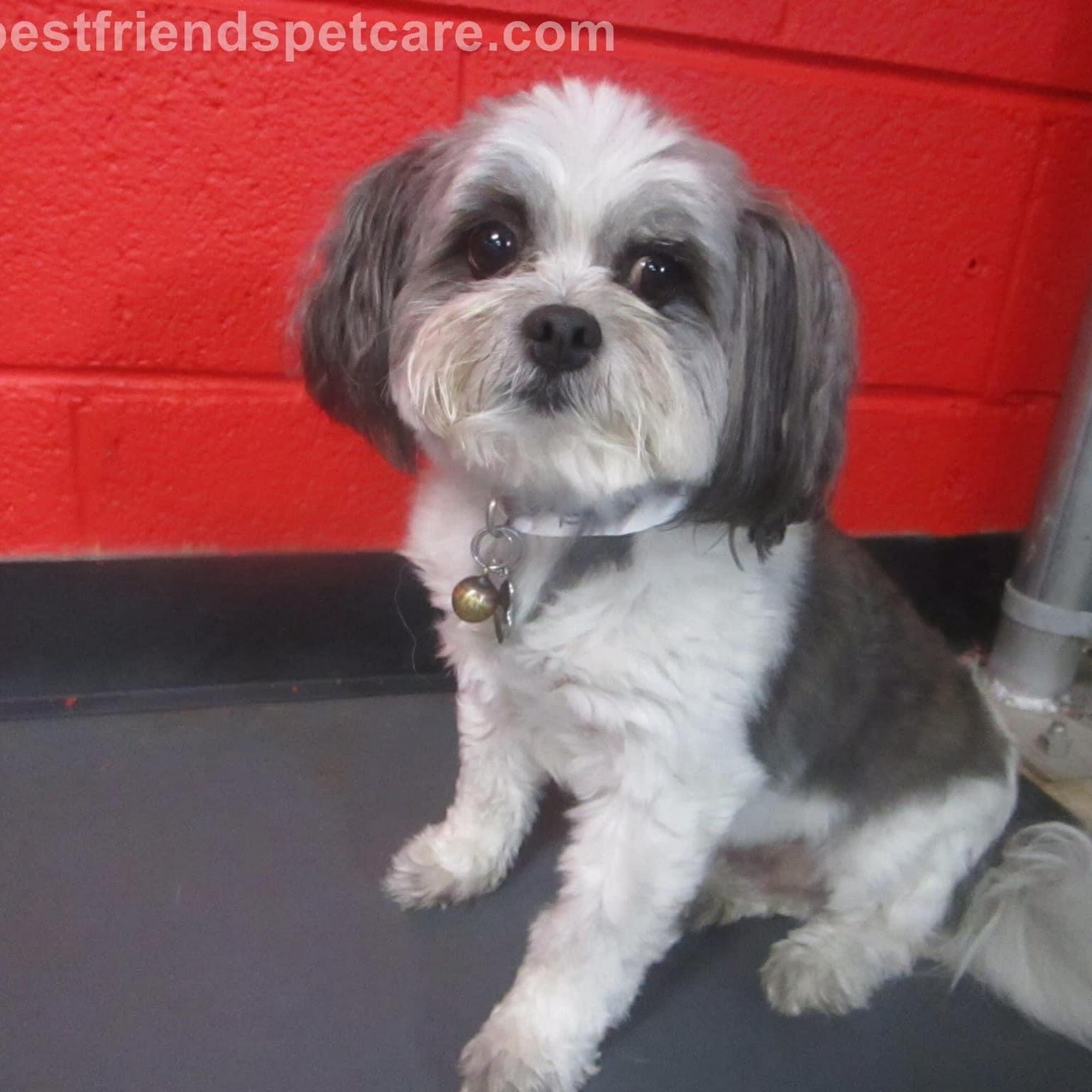 Animal Hospital of Chesterfield New Baltimore