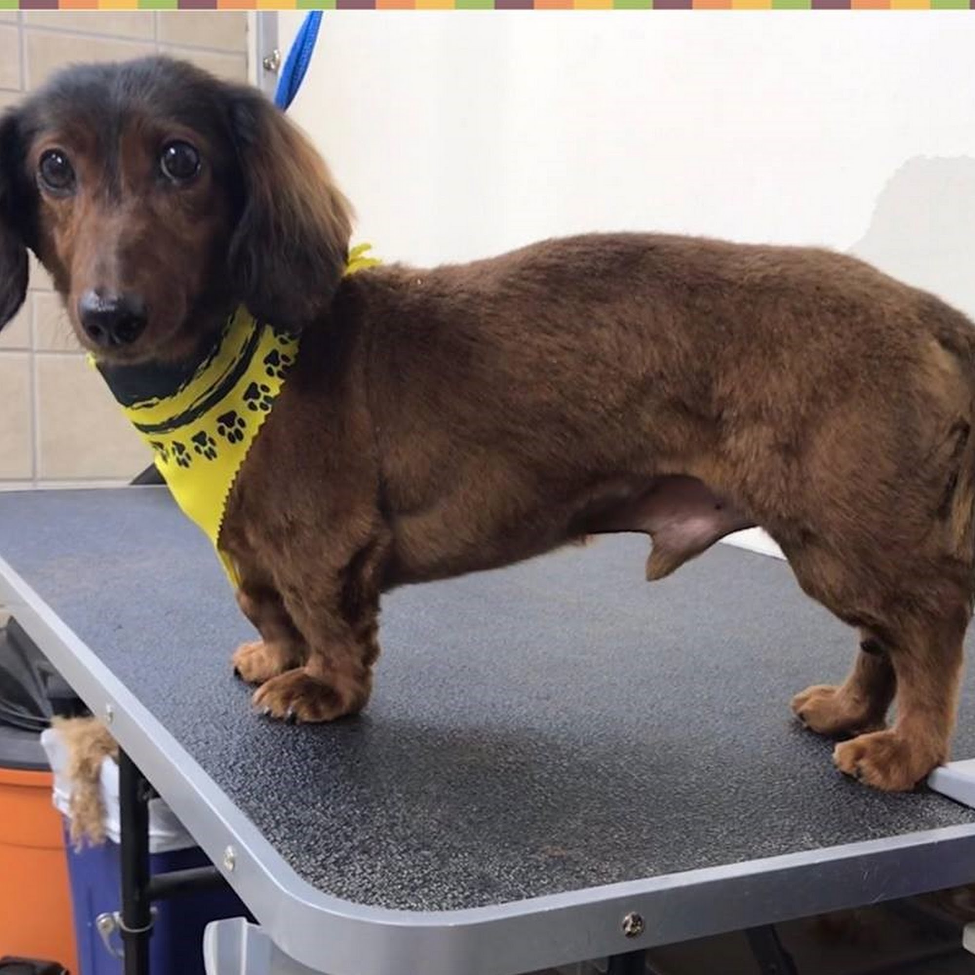 Anchor Bay Veterinary Center New Baltimore