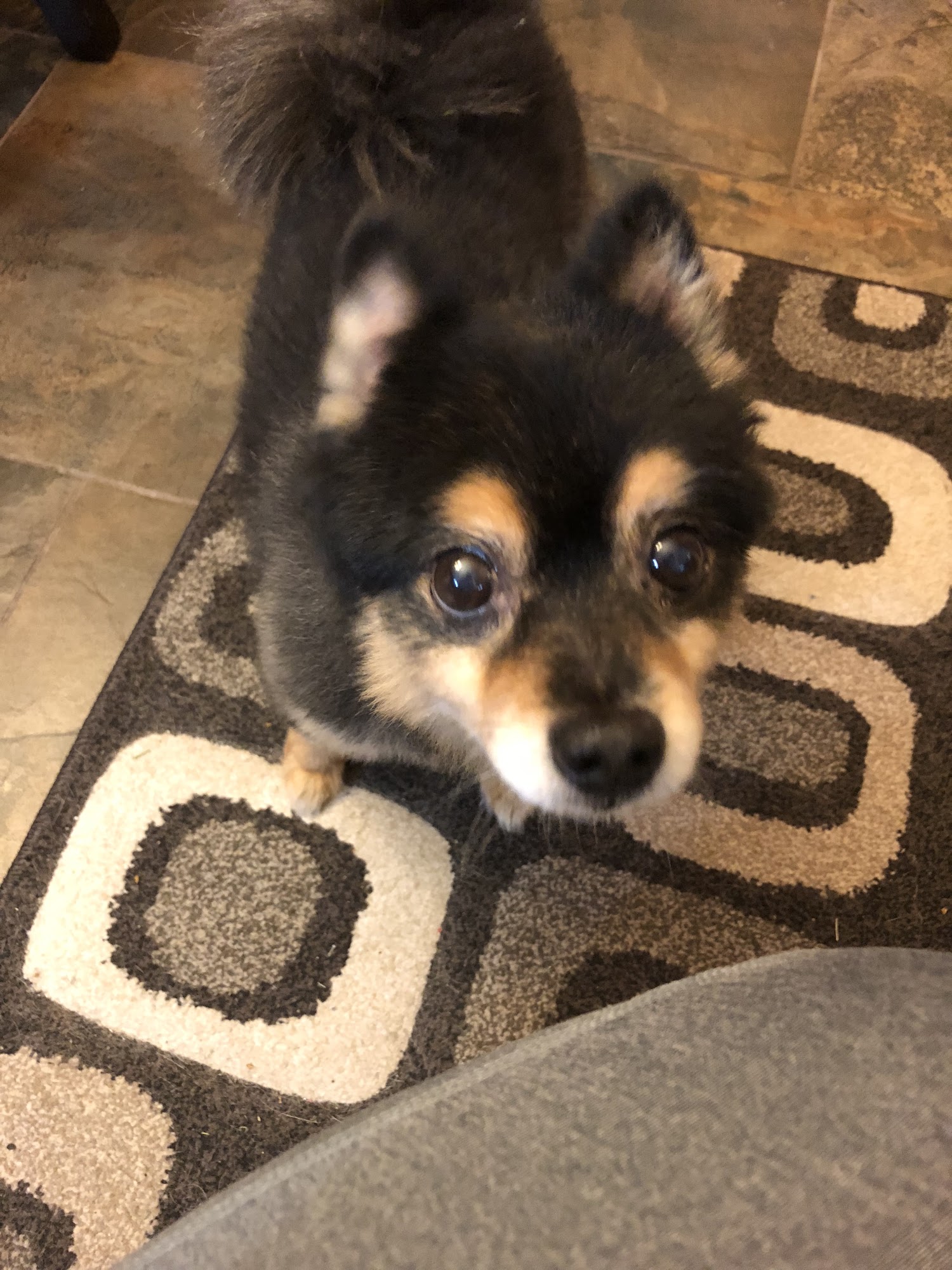 Sharron's Dog & Cat Grooming New Baltimore