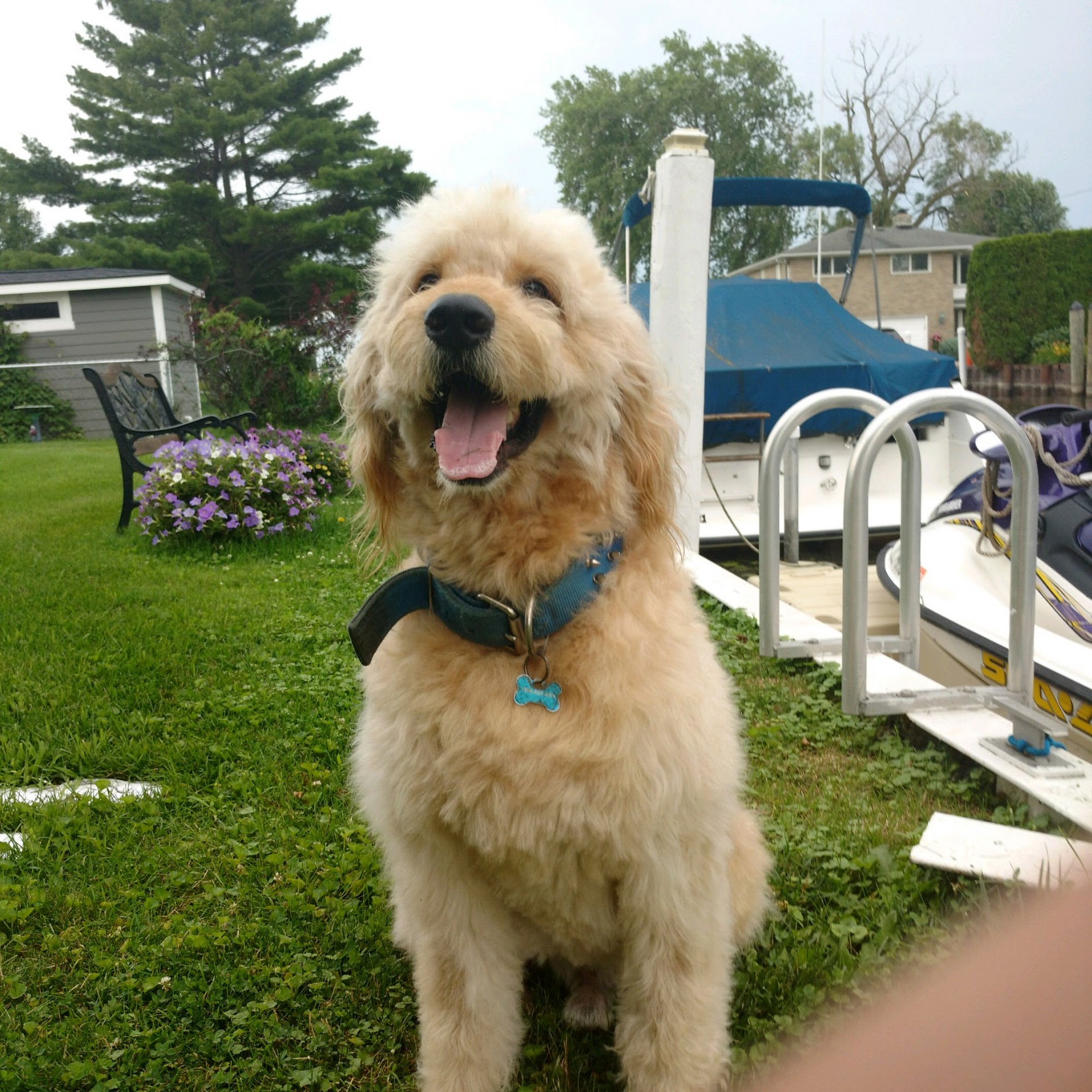 Sharron's Dog & Cat Grooming New Baltimore