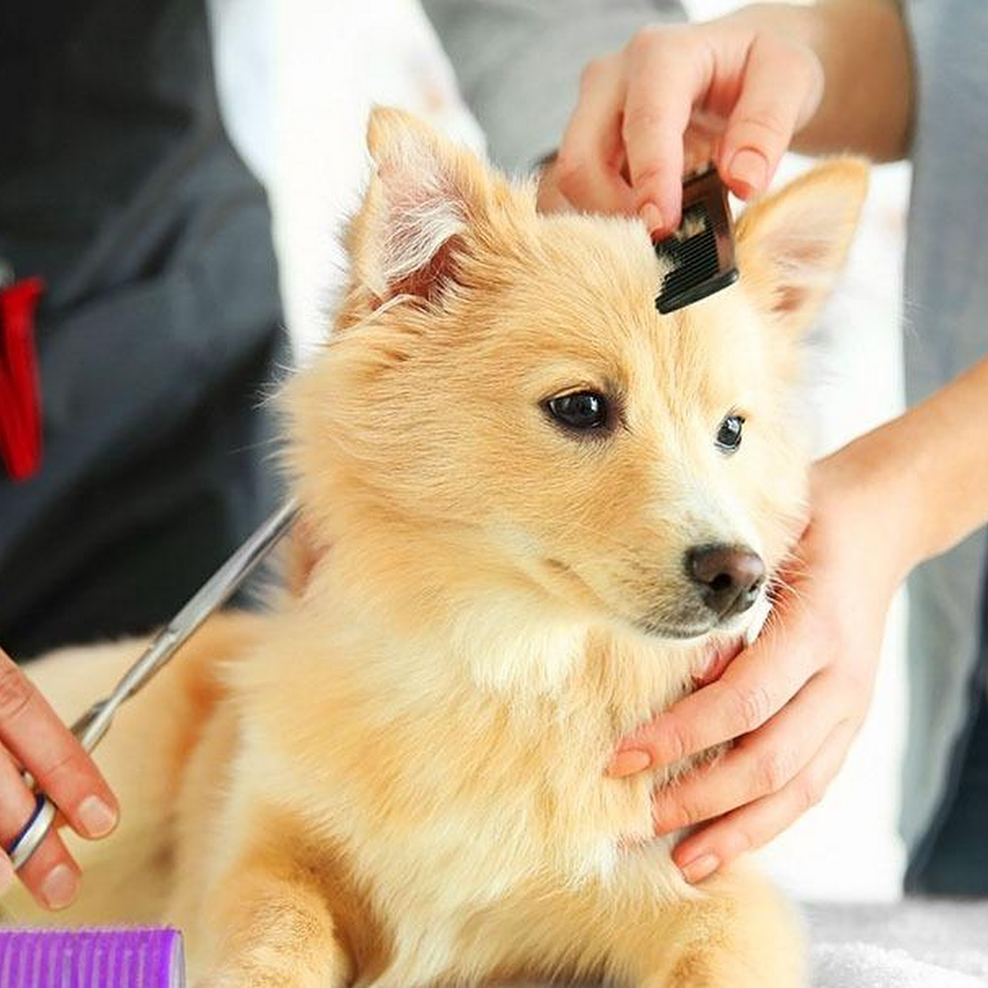 Love My Pet New Baltimore